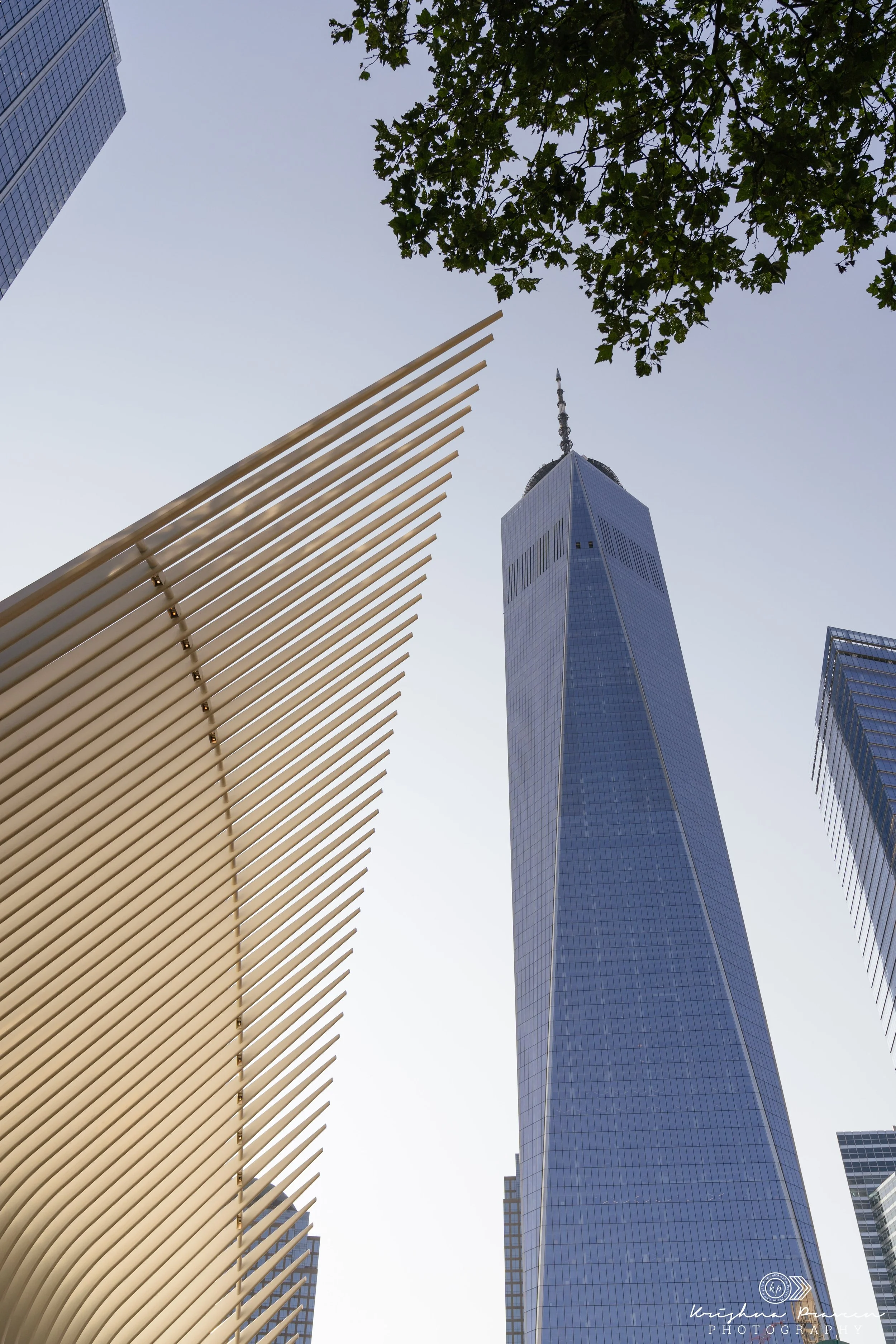Looking up at a tall glass skyscraper surrounded by other buildings and dark green tree leaves in New York City.
