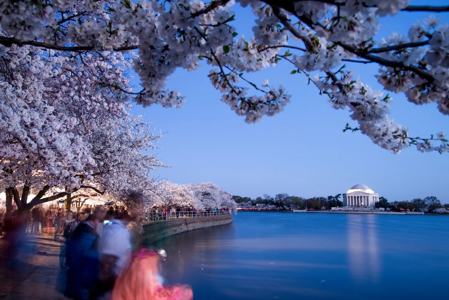 Cherry blossoms lining a pathway by the Tidal Basin with the Lincoln Memorial in the background during twilight.