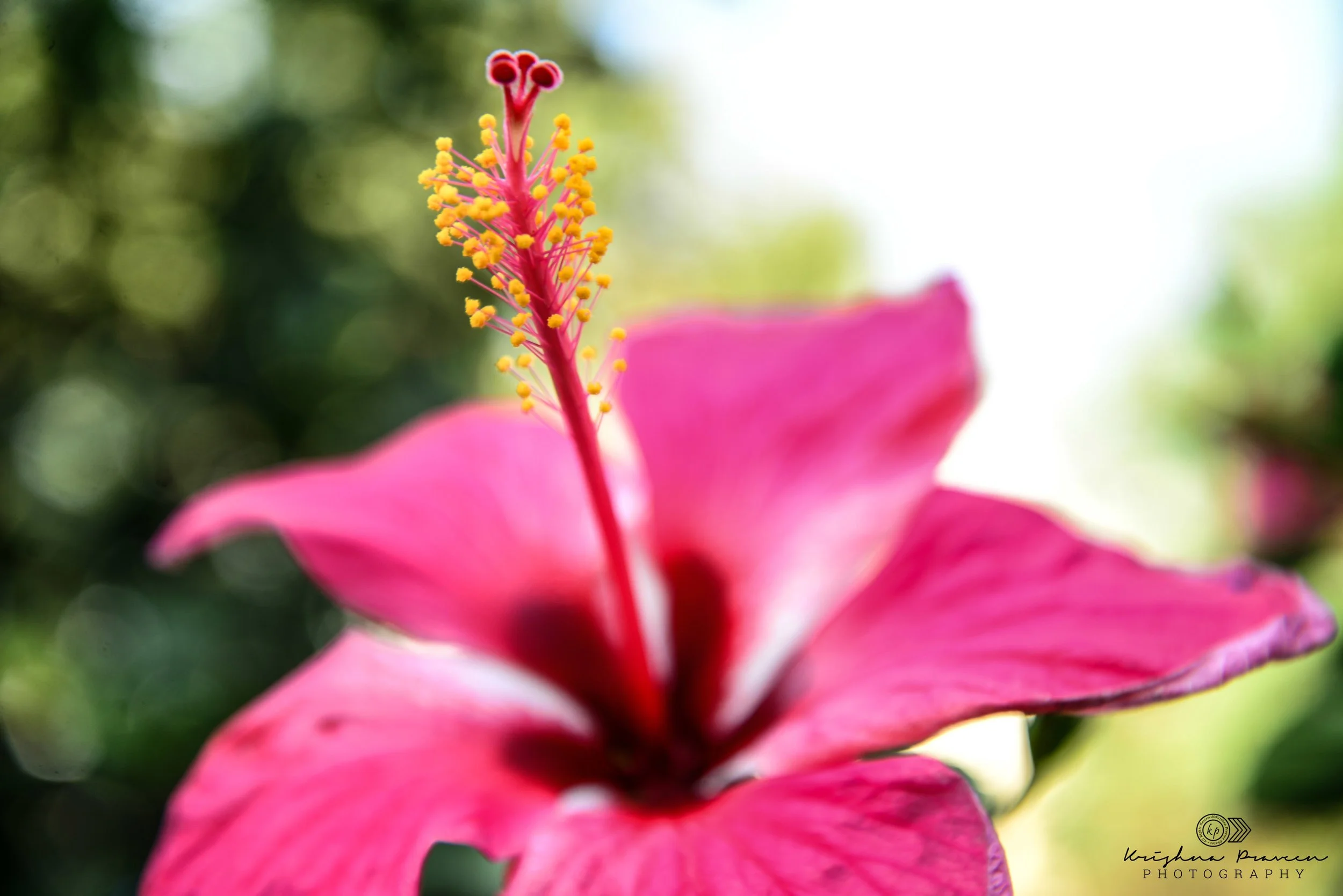 Close-up of a pink hibiscus flower with yellow stamens and a blurred green background.