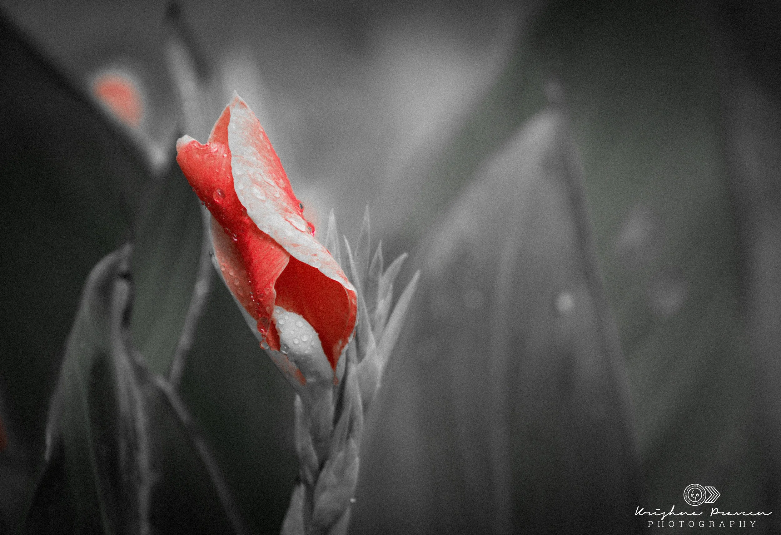 A close-up photograph of a red flower with water droplets on its petals, with a blurred gray background.