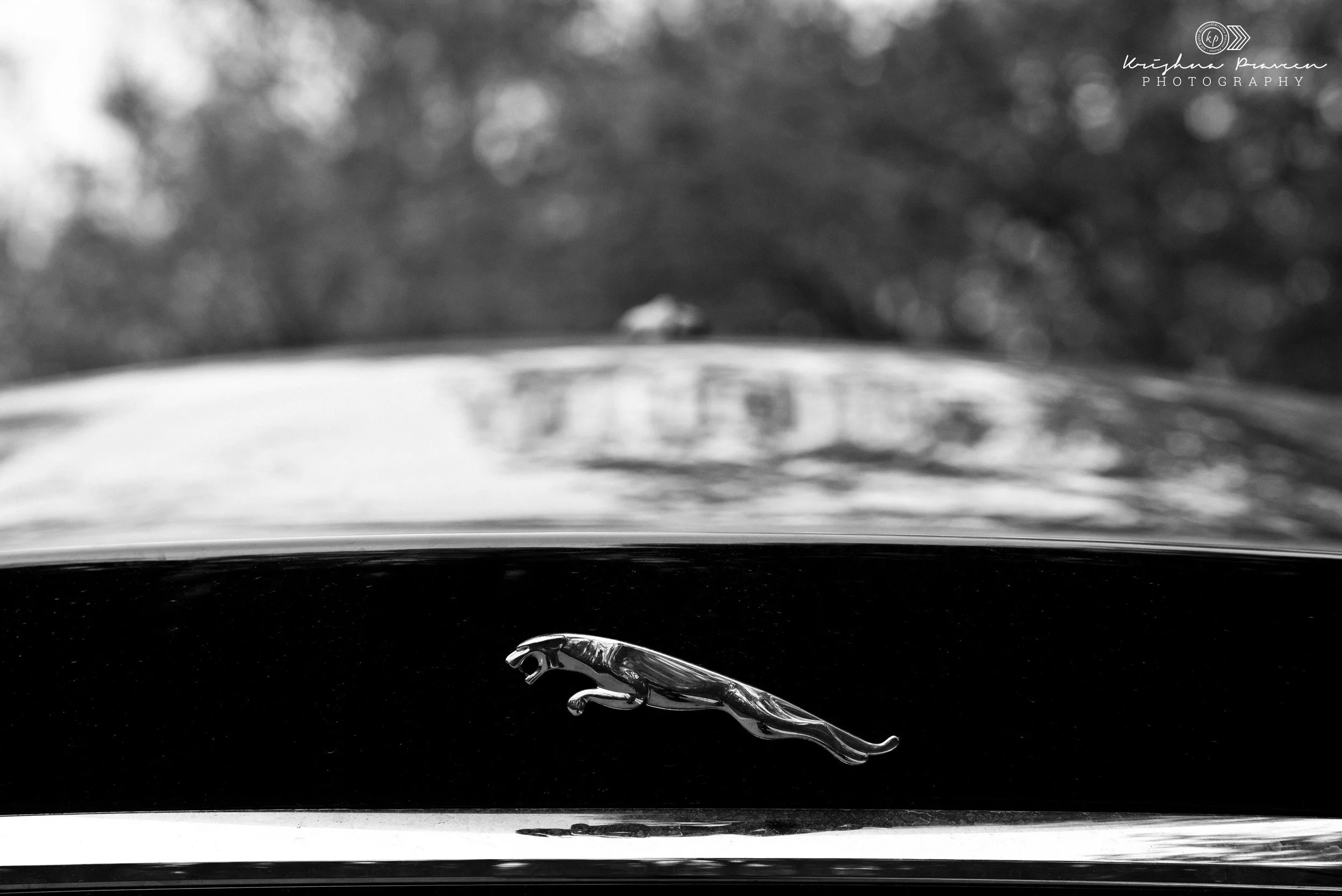 Black-and-white photograph of a car's hood ornament, a leaping jaguar, with a blurred background and a visible logo in the upper right corner.