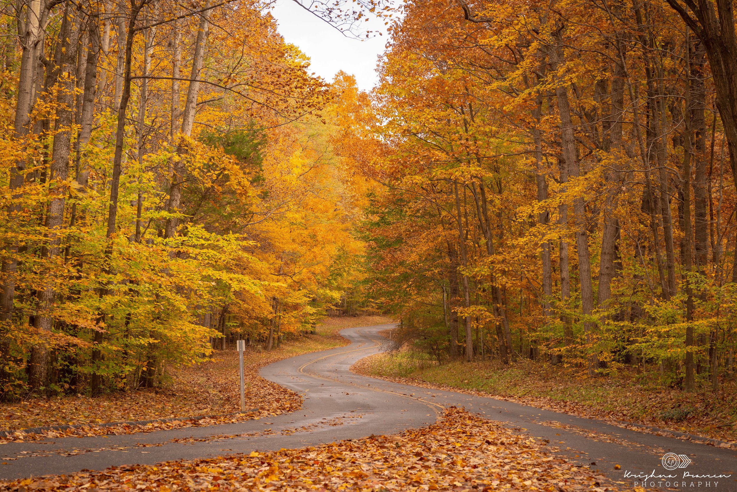 A winding road through a forest with trees full of orange, yellow, and red autumn leaves.