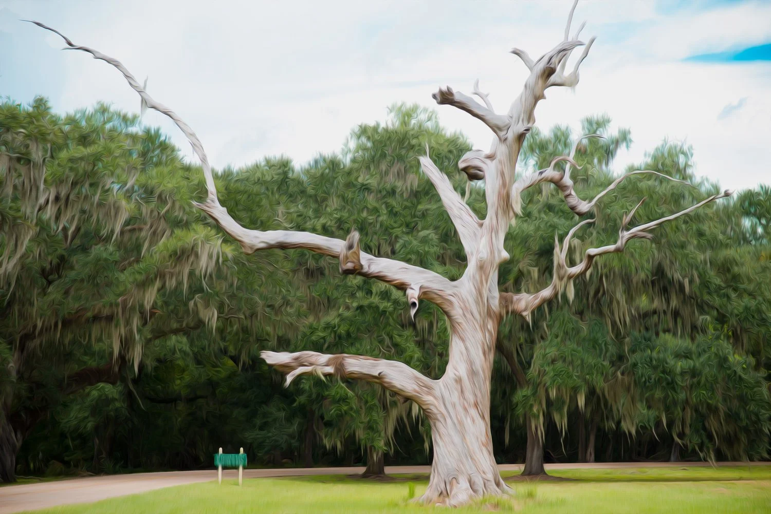 A large, leafless, twisted tree with pale bark stands alone on a grassy area, with a backdrop of green foliage and a partly cloudy sky.