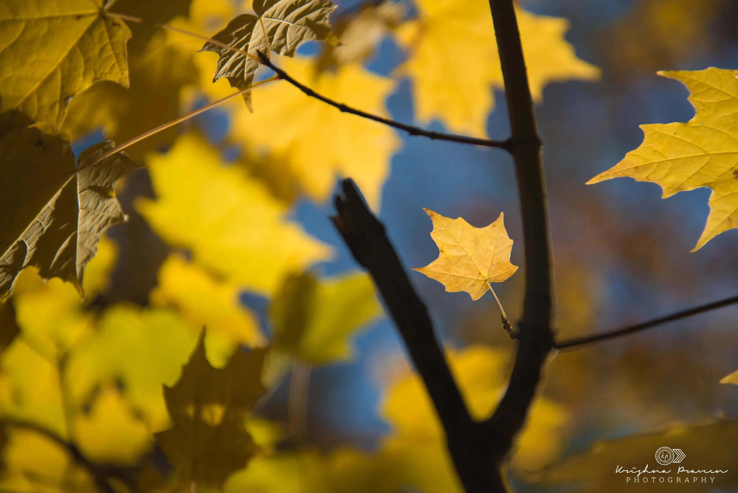 Close-up of yellow autumn leaves on tree branches against a blurred background with hints of blue sky.