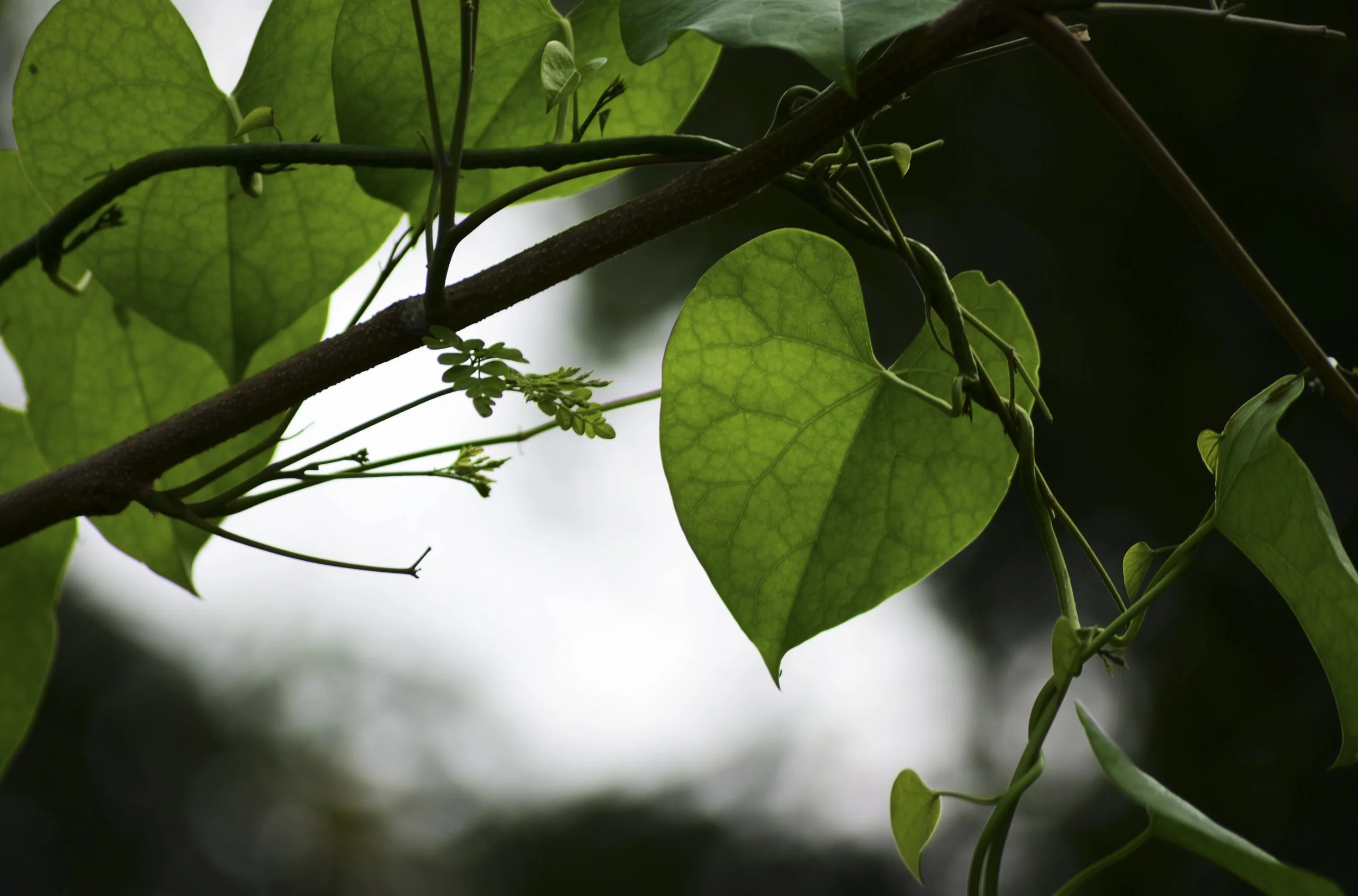 Close-up of green leaves and vines on a tree branch with a blurred background.