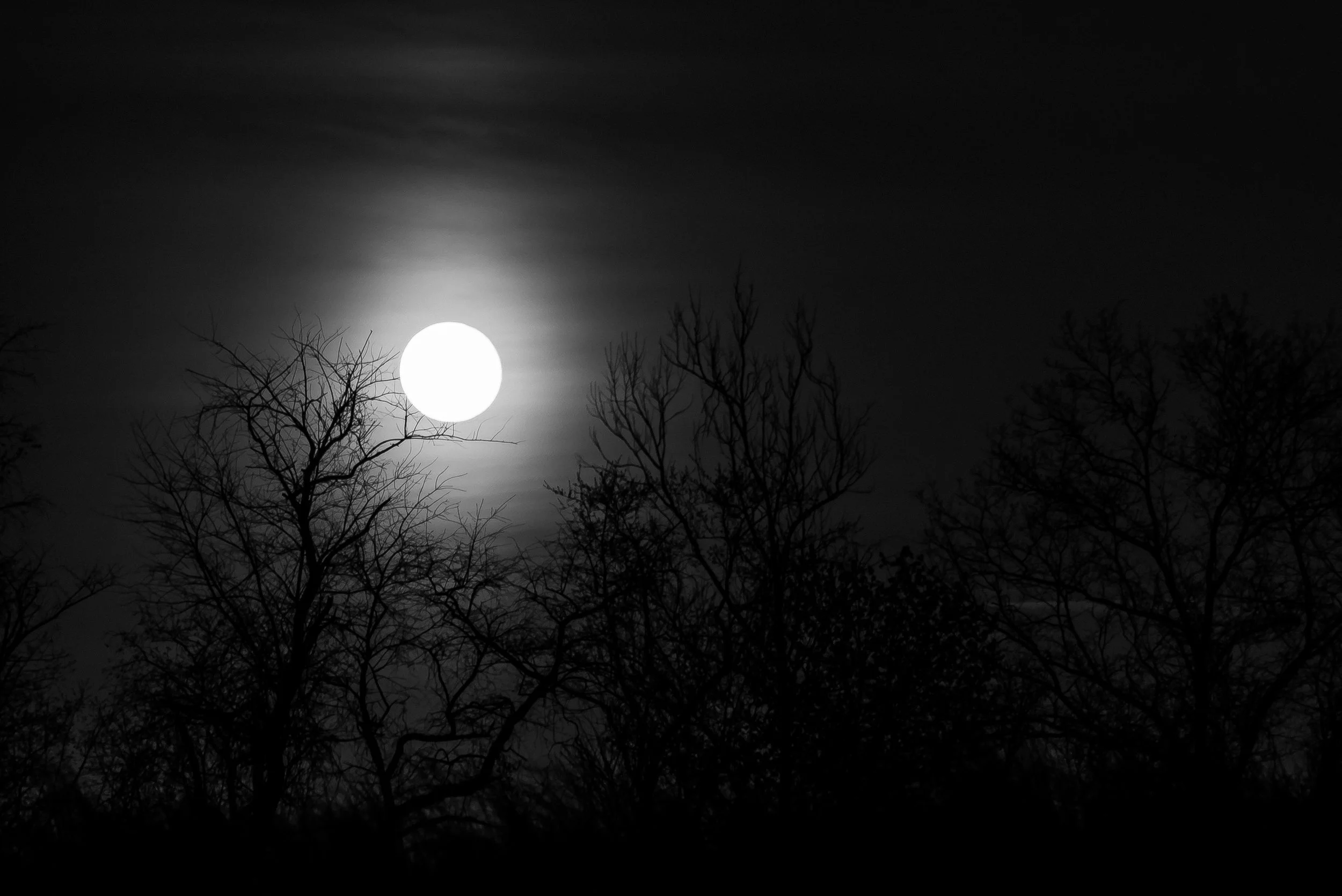 Full moon in a dark sky with leafless trees in the foreground.