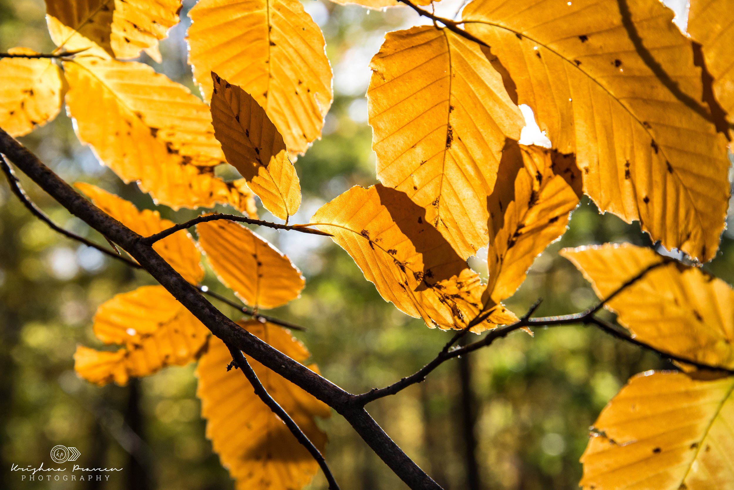 Close-up of yellow autumn leaves on a branch, backlit by sunlight, with blurred background.