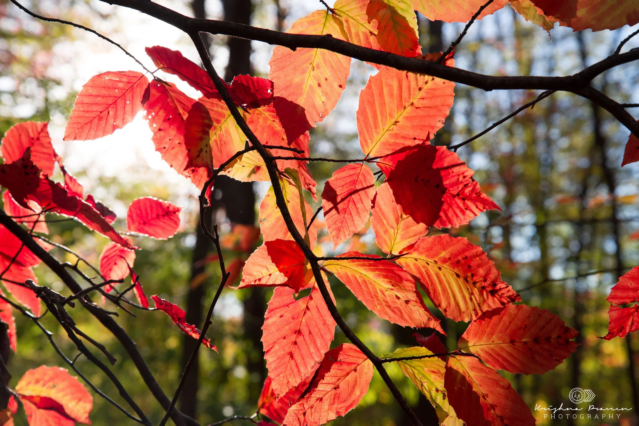 Close-up of red and orange autumn leaves on tree branches with sunlight shining through.