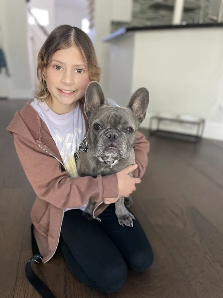 A young girl kneeling on a wooden floor, holding a gray French Bulldog.
