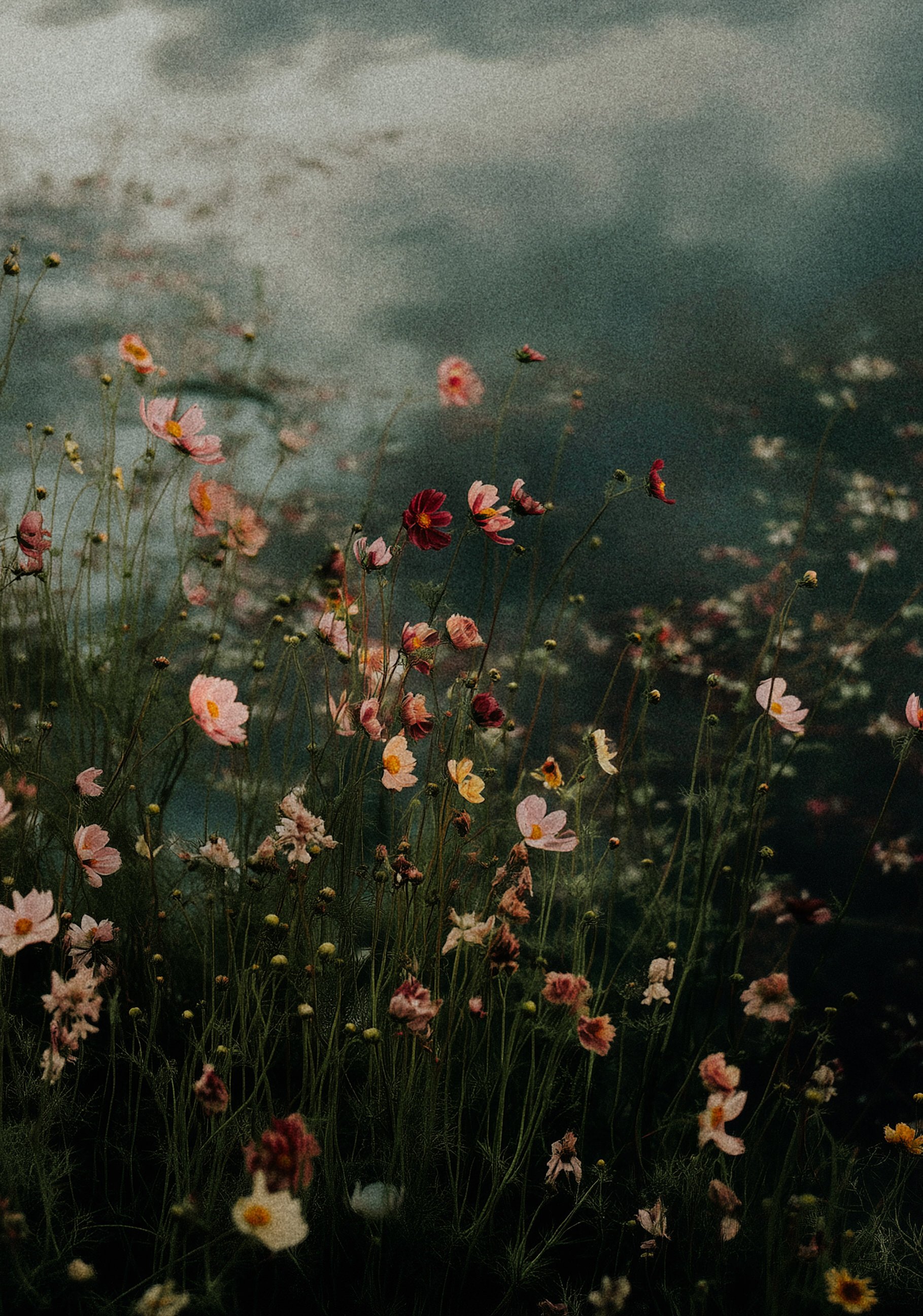 summertime flowers blooming alongside water