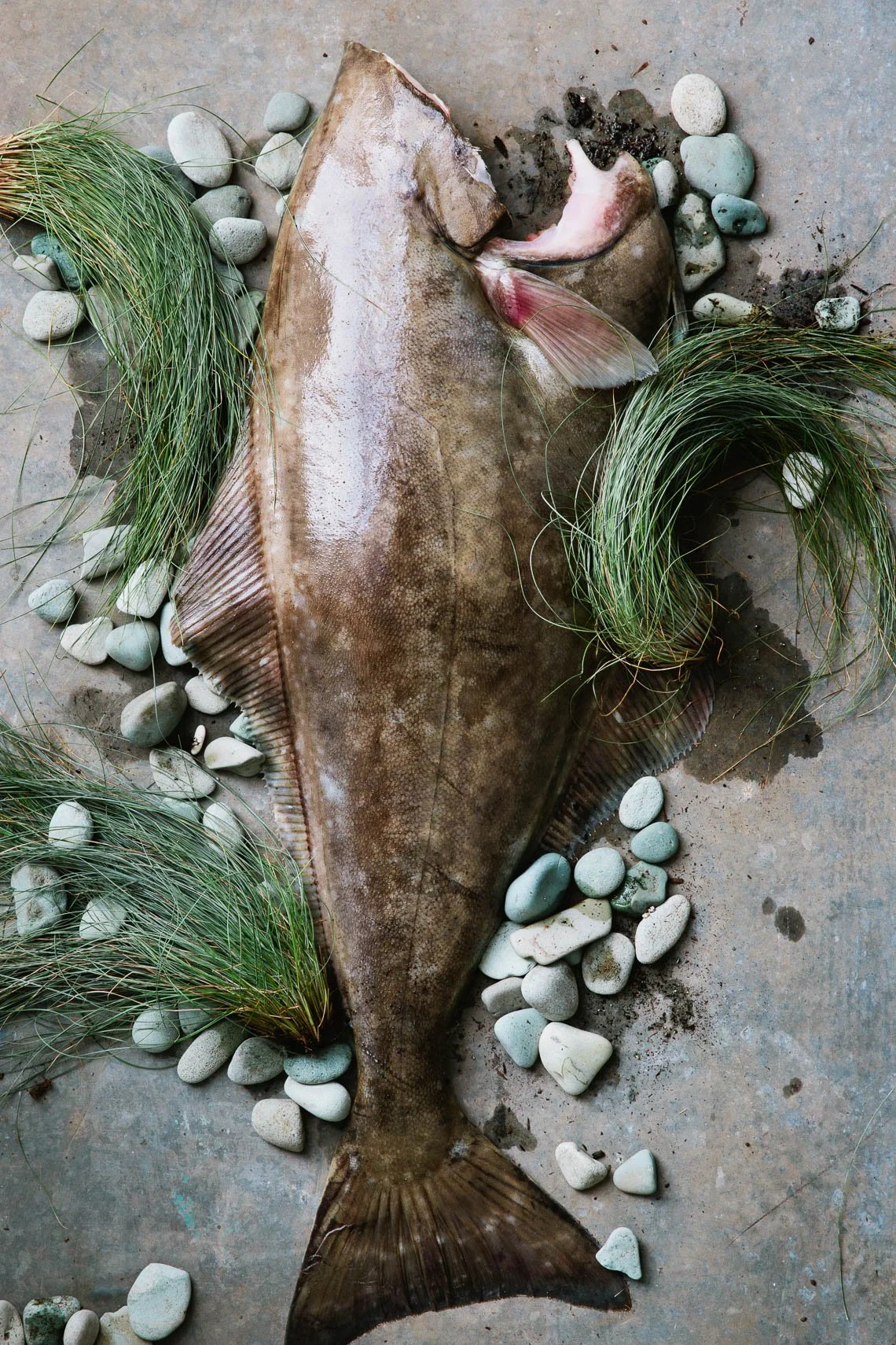 A large flatfish, possibly a halibut, is lying on a surface with rocks and grass around it. The fish's body is brownish with a smooth texture, and it has a wide, flat shape with both eyes on one side.