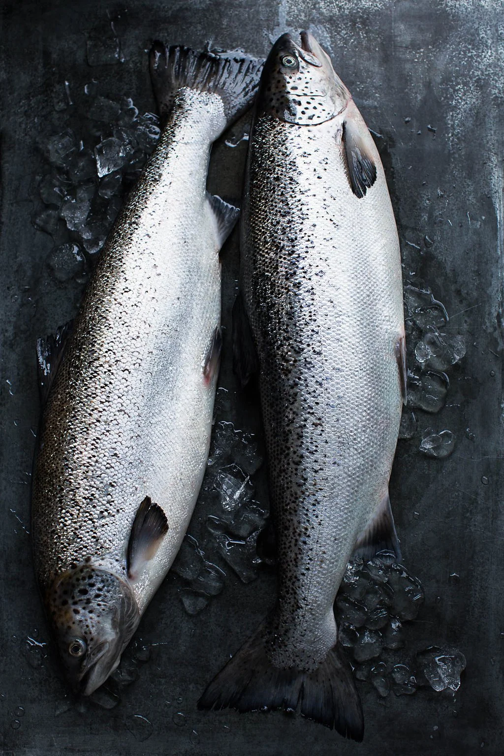 Seafood styling by Julie Hopper, food stylist