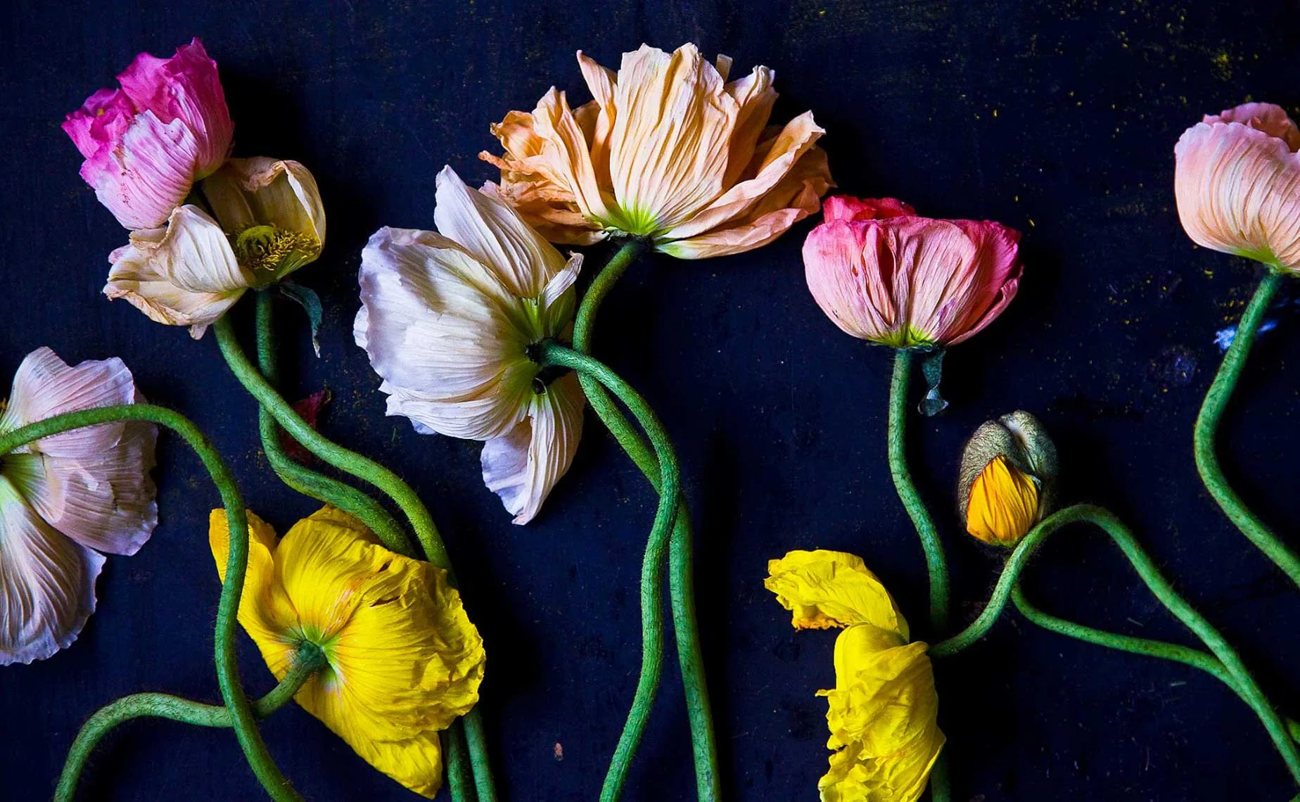 Still life photography by James Ransom, photographer and director