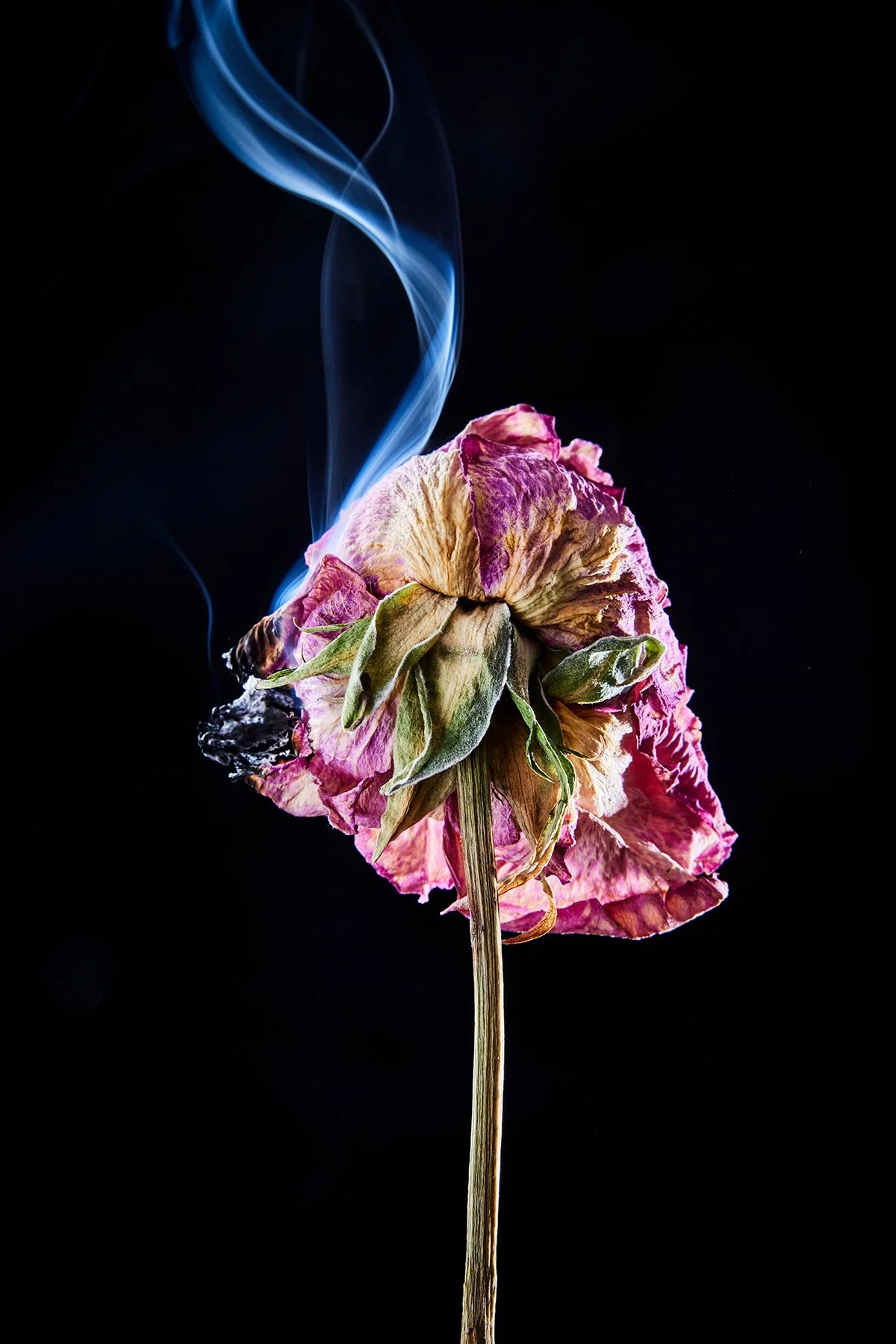 09_260218_dried_flowers20749.jpg
