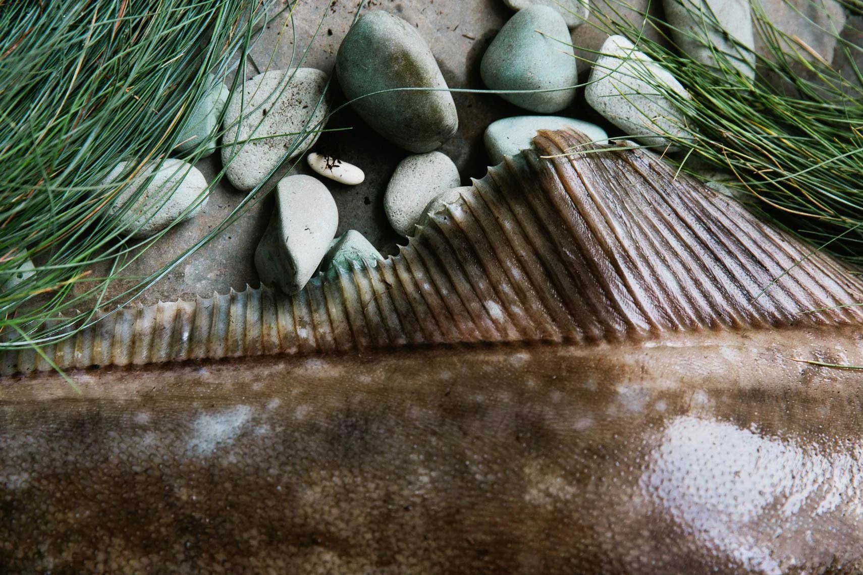 Seafood styling by Julie Hopper, food stylist