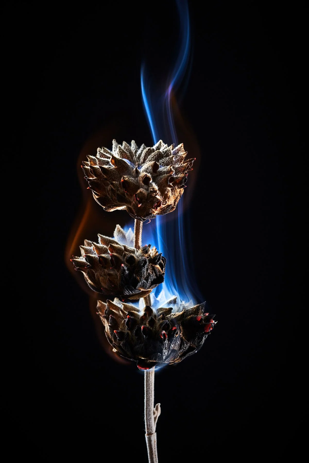 07_260218_dried_flowers20913.jpg