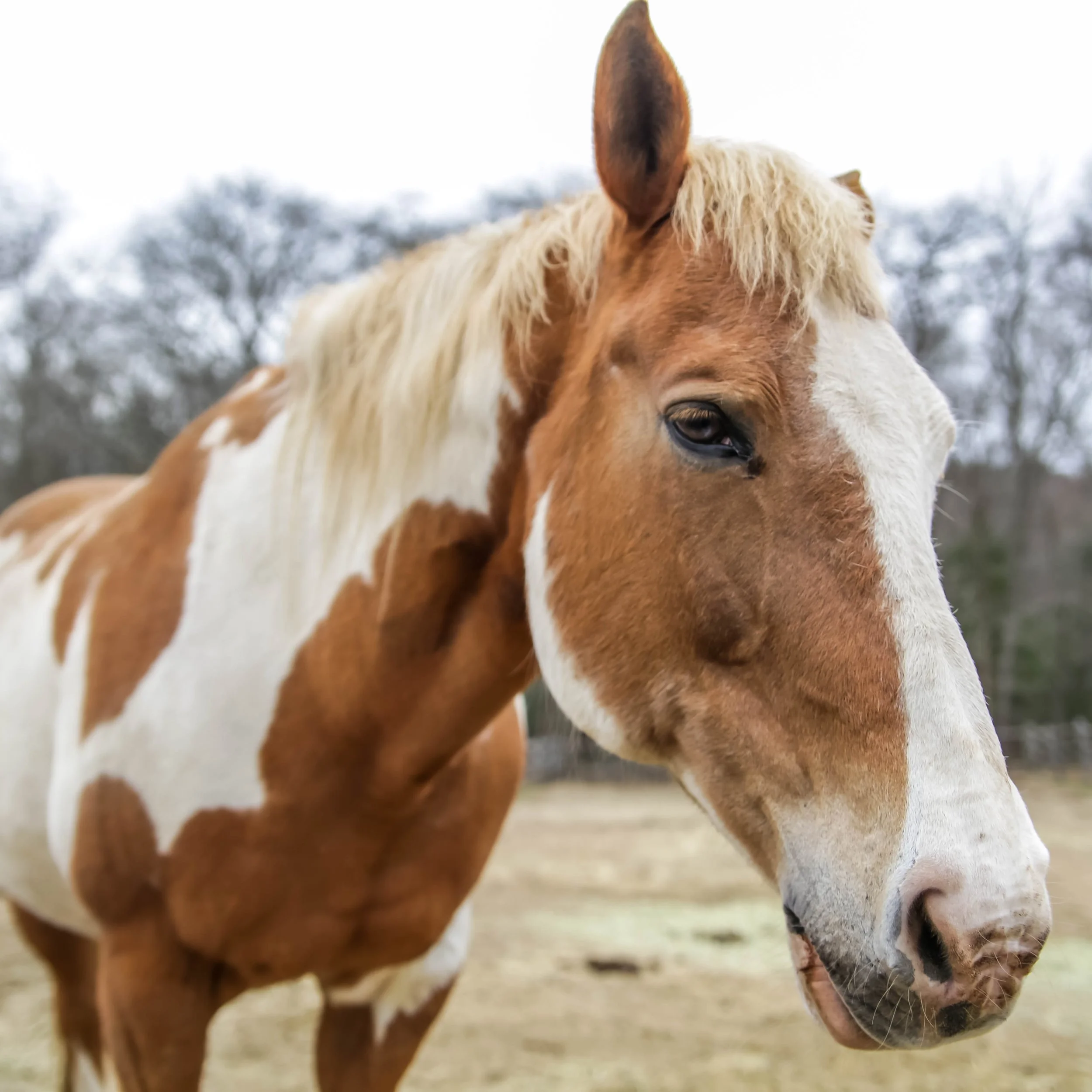 Close-up of a light brown horse with a white mane standing outdoors with a snowy background.