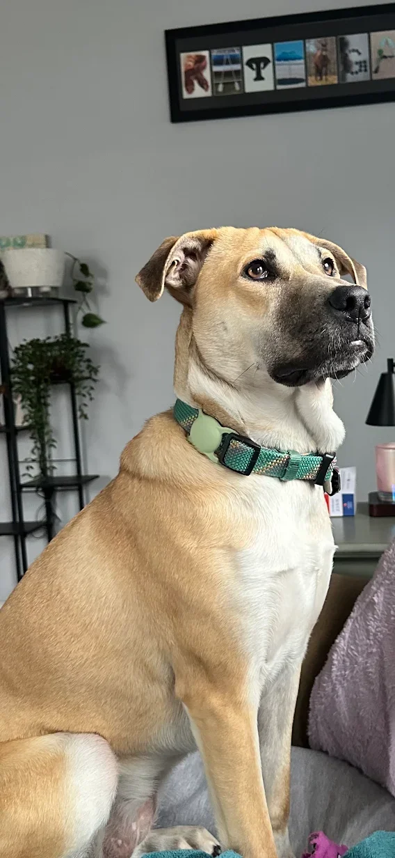 A tan and white dog with a black nose and brown eyes sits indoors, looking away from the camera. The dog wears a green collar and is positioned near a gray couch with a pink pillow. In the background, there is a wall with framed pictures and a black shelf with plants.