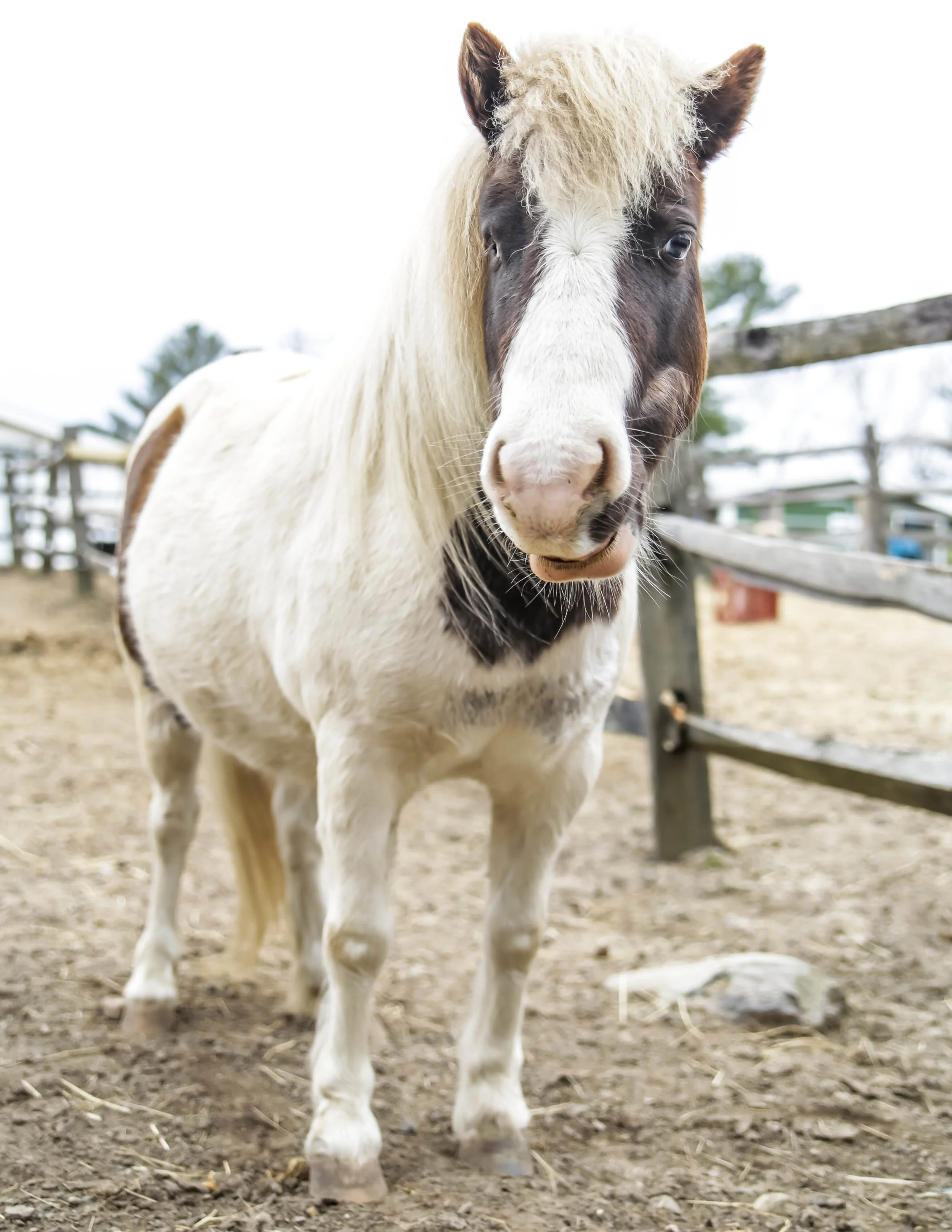 Close-up of a horse with a white and brown coat, standing on dirt ground in a fenced outdoor area.