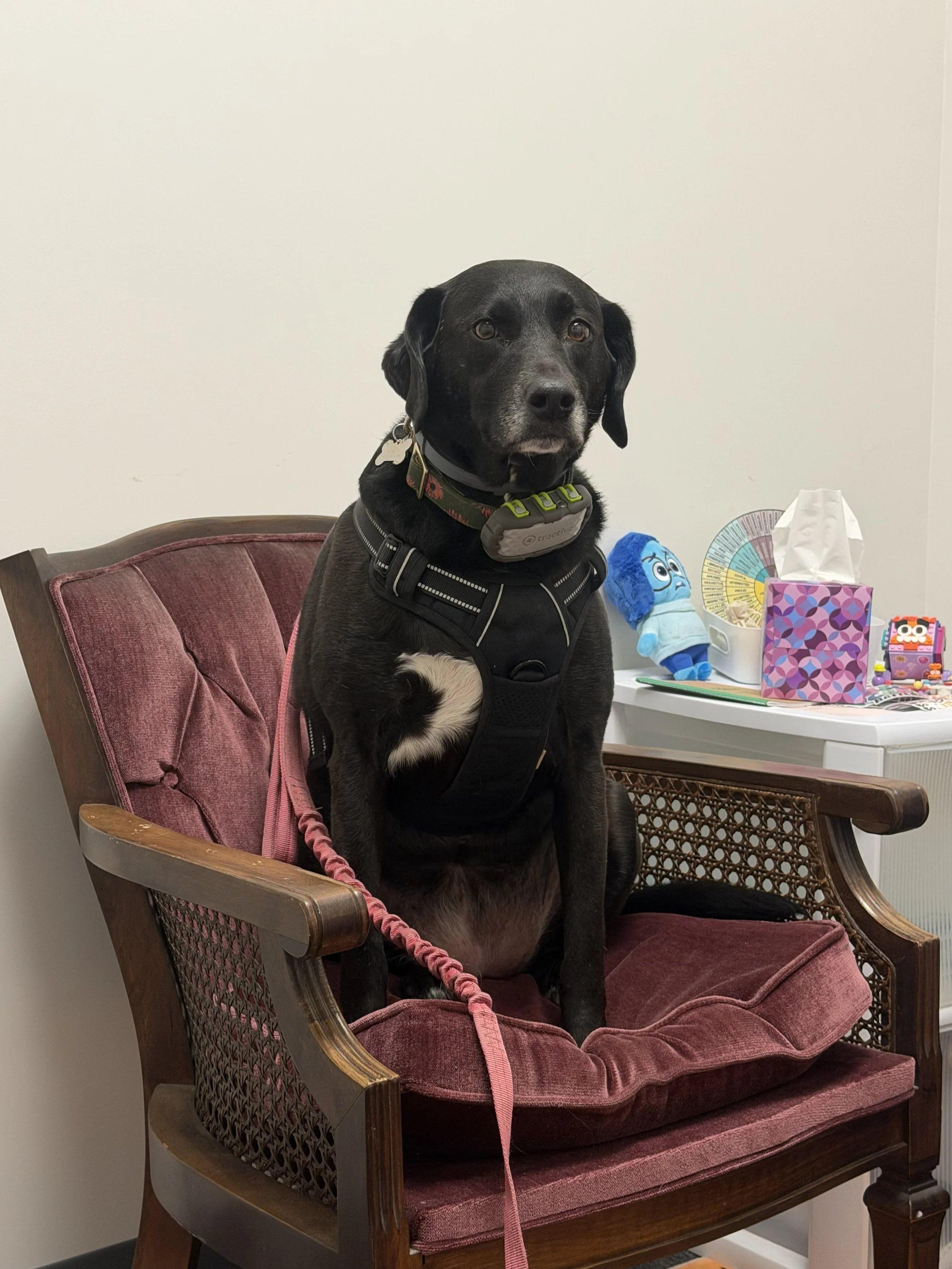 A black dog with a white patch on its chest sitting on a vintage wooden and velvet chair with a pink leash. The dog is wearing a harness and collar, with a small attached device. In the background, there is a white table with a tissue box, a plush toy, and decorative items.