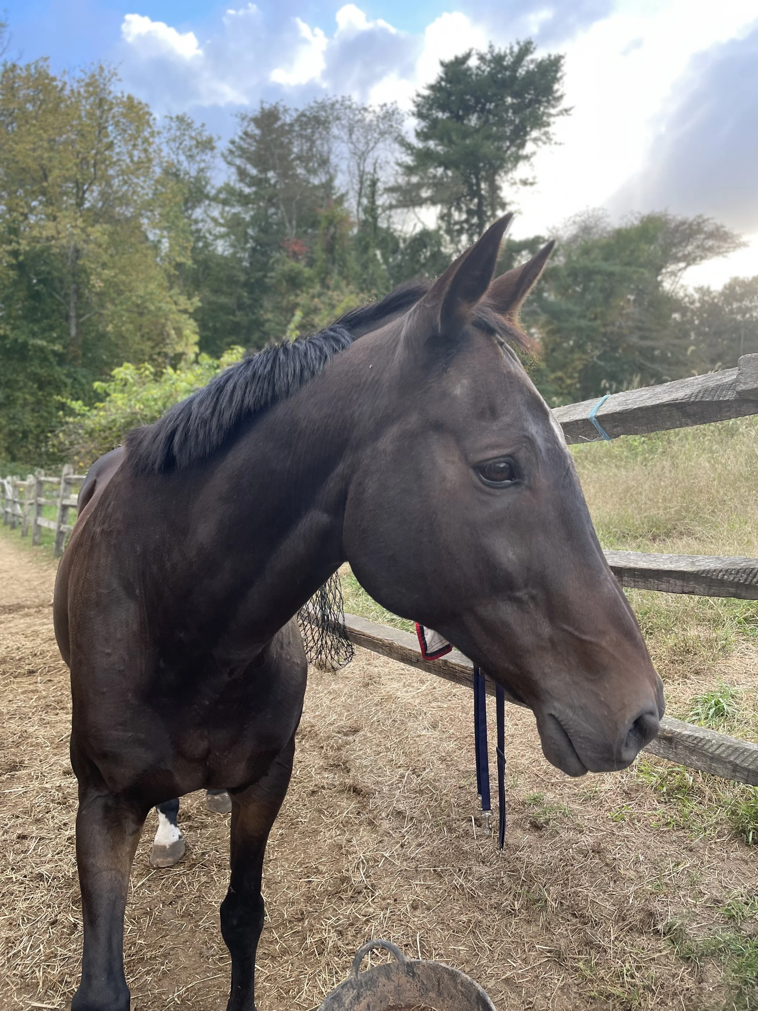 Close-up of a black horse with a wooden fence and trees in the background on a partly cloudy day.