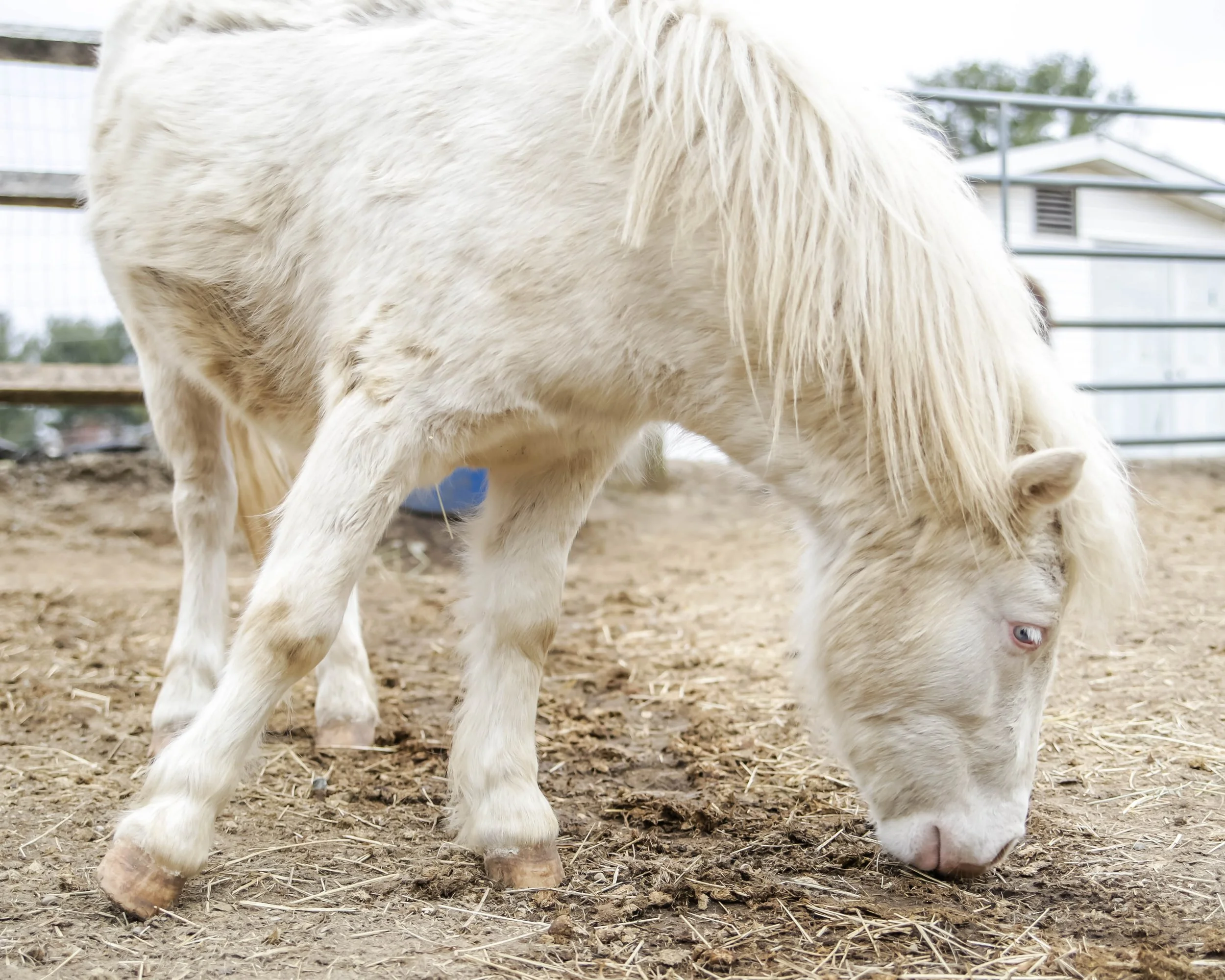 A close-up of a white horse with a long mane, standing on dirt ground in a fenced outdoor area.