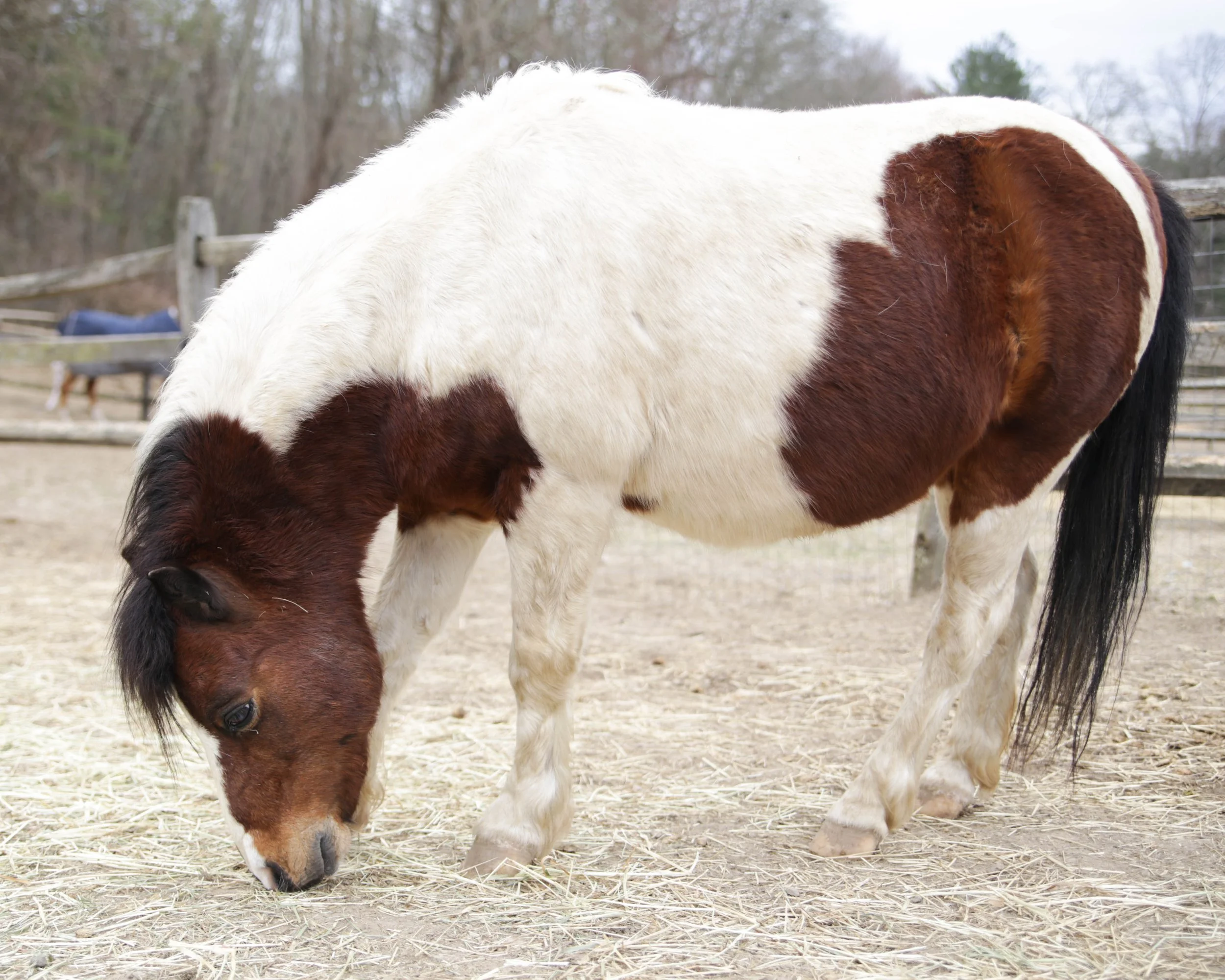 A close-up of a white and brown horse with a black mane grazing on hay in an outdoor setting with trees in the background.