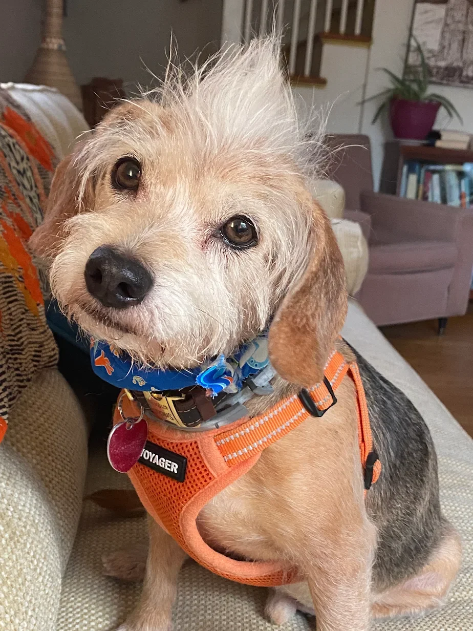 A small dog with tan and gray fur, wearing an orange harness and a blue bandana, sitting on a couch in a living room.