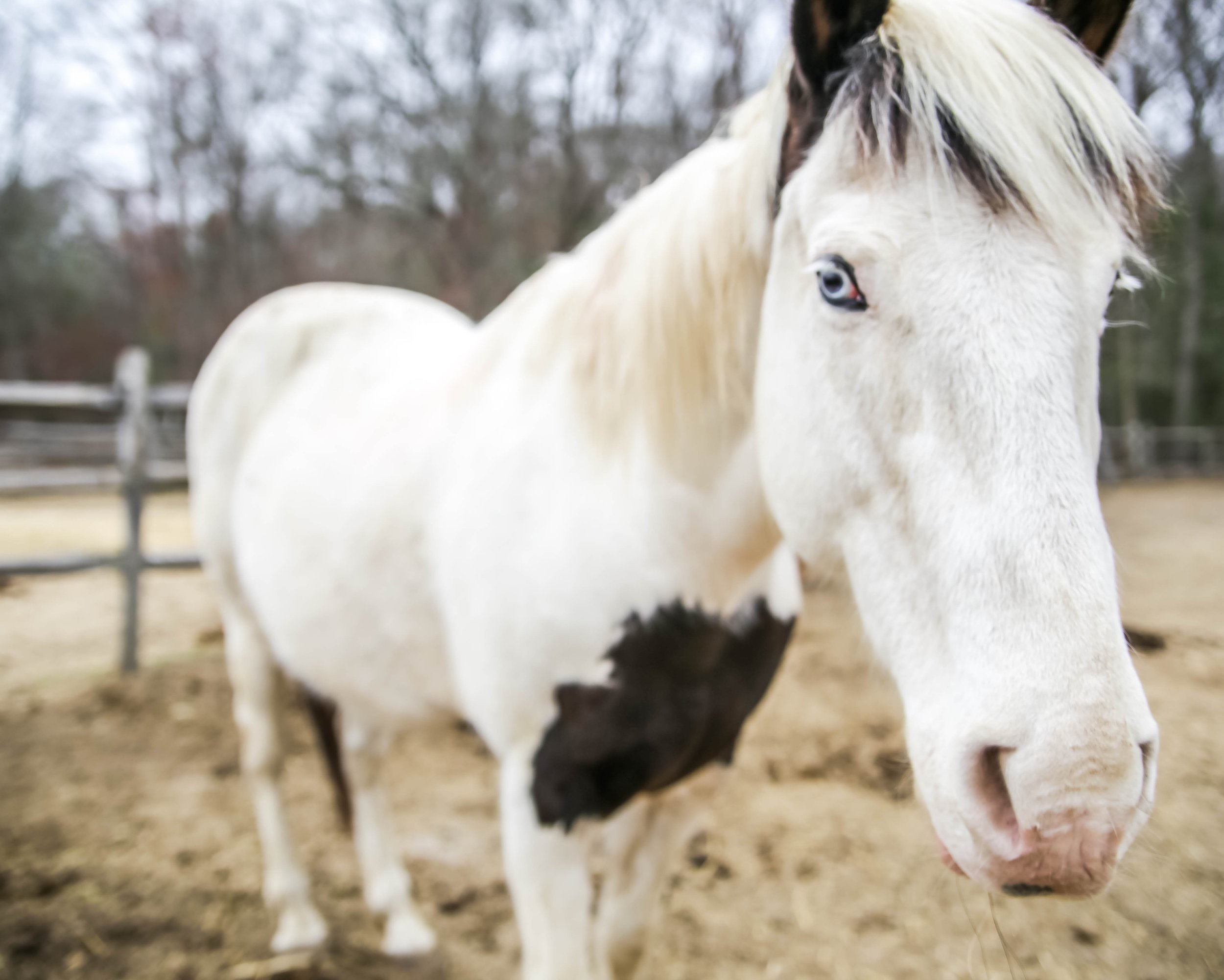 Close-up of a white horse with black markings on its nose, standing outdoors on a cloudy day with trees and a wooden fence in the background.