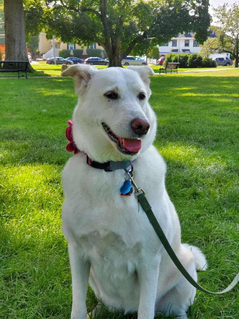 White dog with a pink collar sitting on grass in a park with trees and buildings in the background.