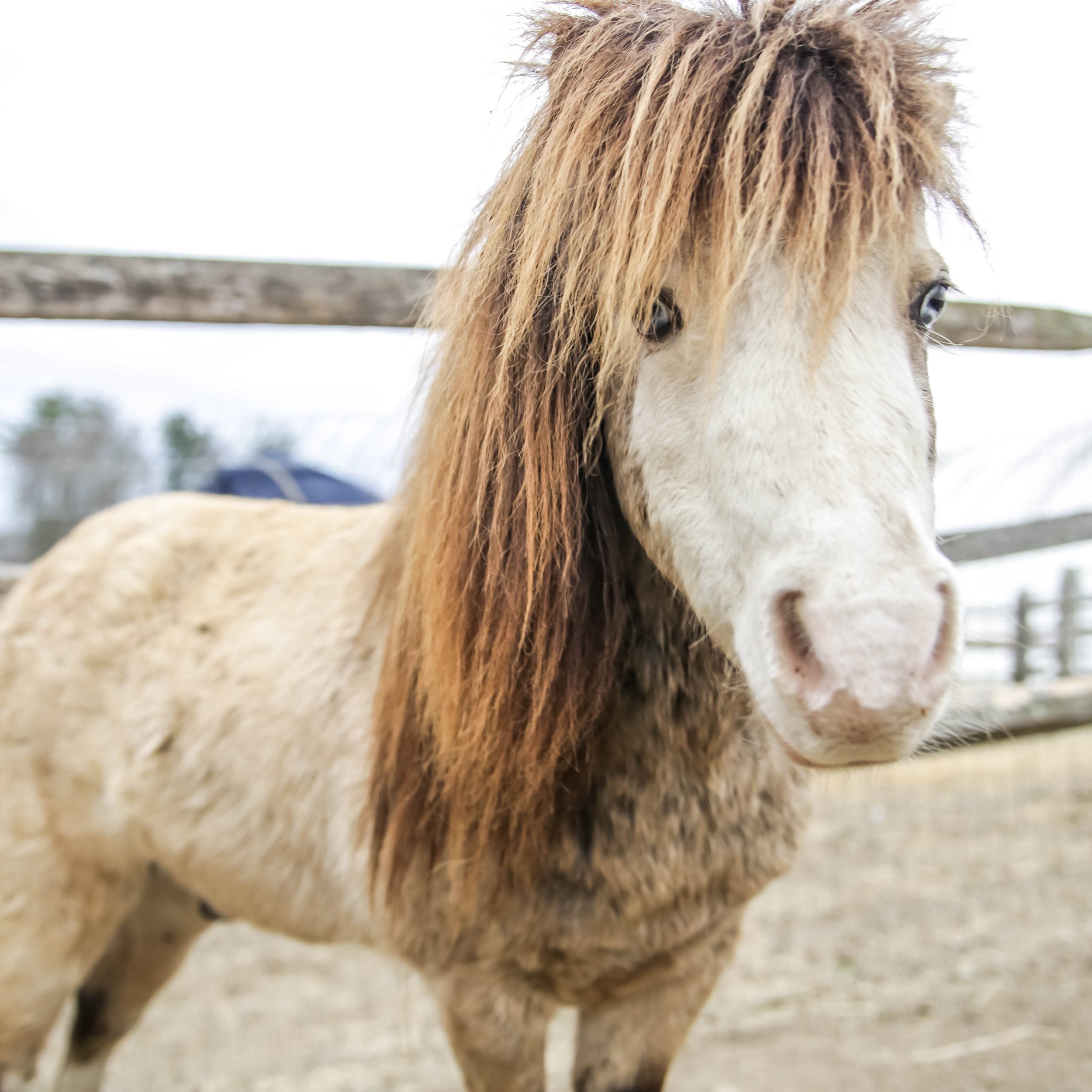 Close-up of a horse's face and mane with a wooden fence in the background.