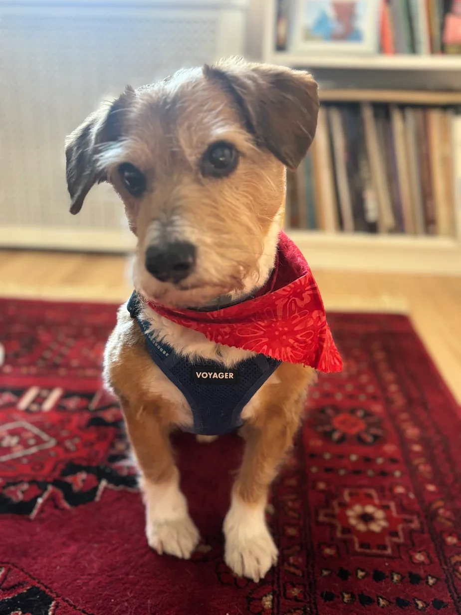 A cute puppy with brown and white fur sitting on a red patterned rug indoors, wearing a red bandana and a blue harness labeled 'VOYAGER', with a bookshelf in the background.