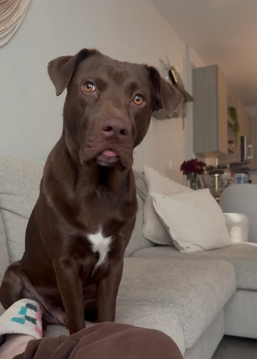 A brown dog with a white patch on its chest sitting on a couch indoors, looking at the camera with a slightly open mouth.