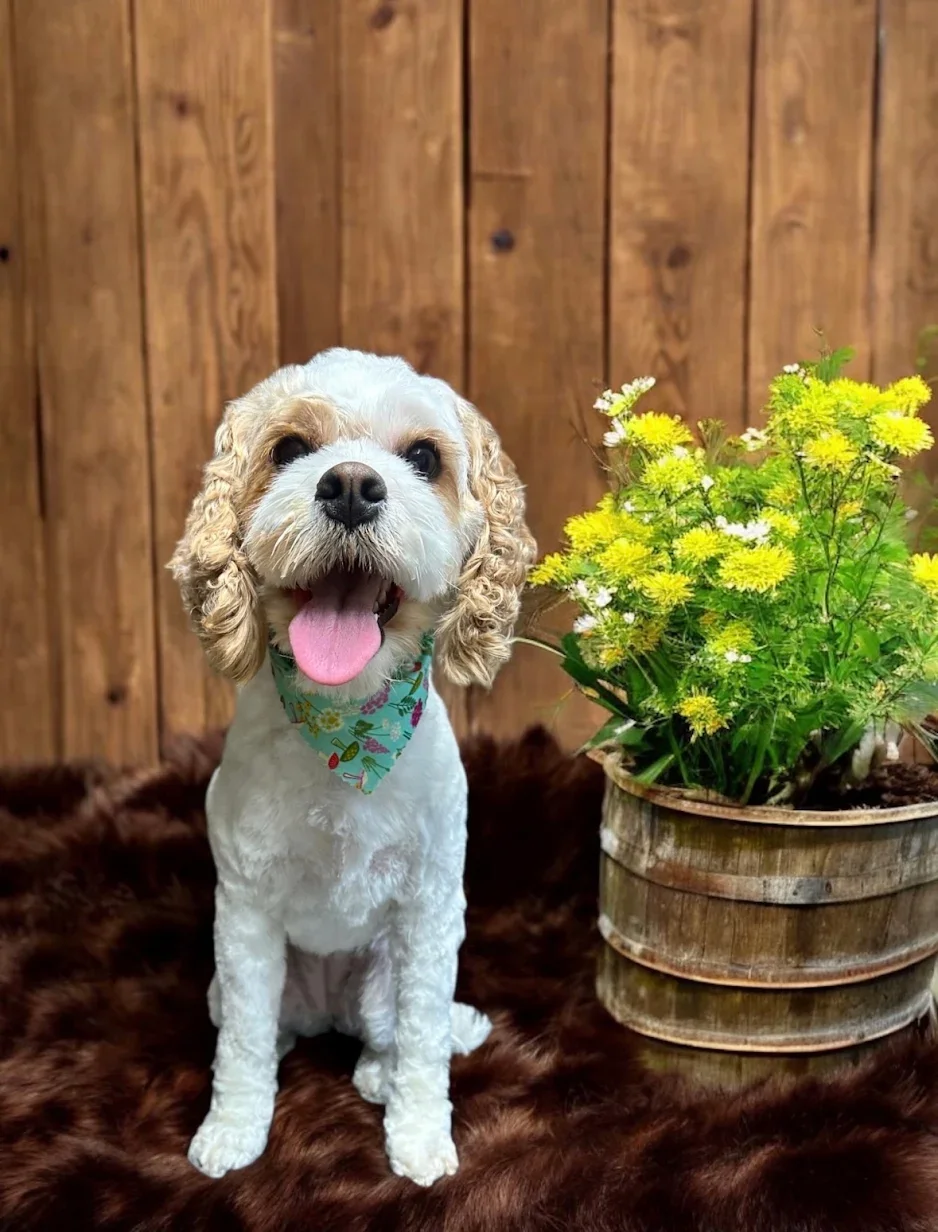 A happy dog with curly fur and a blue bandana sitting on a dark brown furry rug next to a flower pot with yellow flowers, against a wooden wall background.