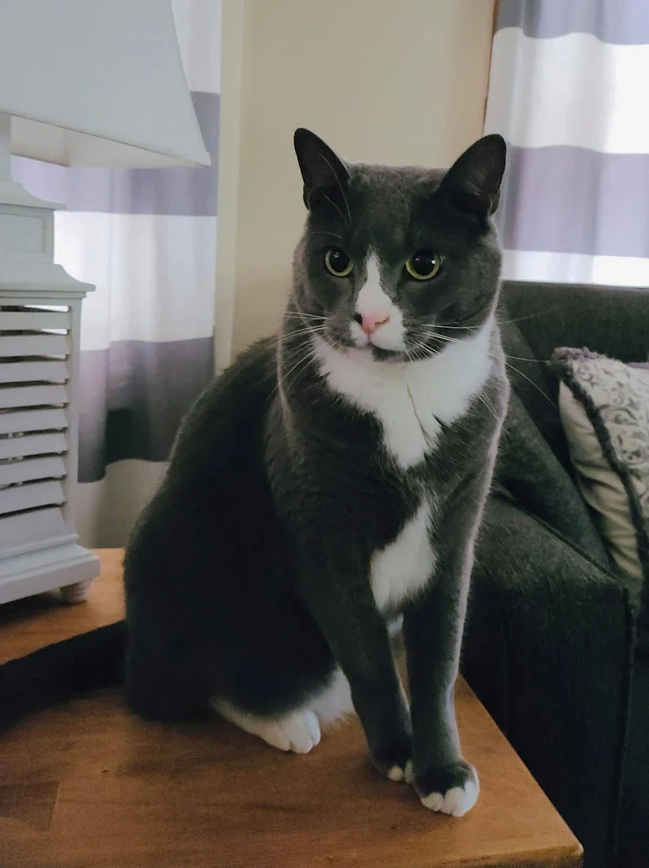 Gray and white cat sitting on a wooden table in a living room, with a dark couch and patterned pillows in the background, and purple and white curtains behind.