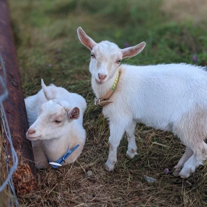 Three goats resting on grass, with a tree trunk nearby in a natural outdoor setting.
