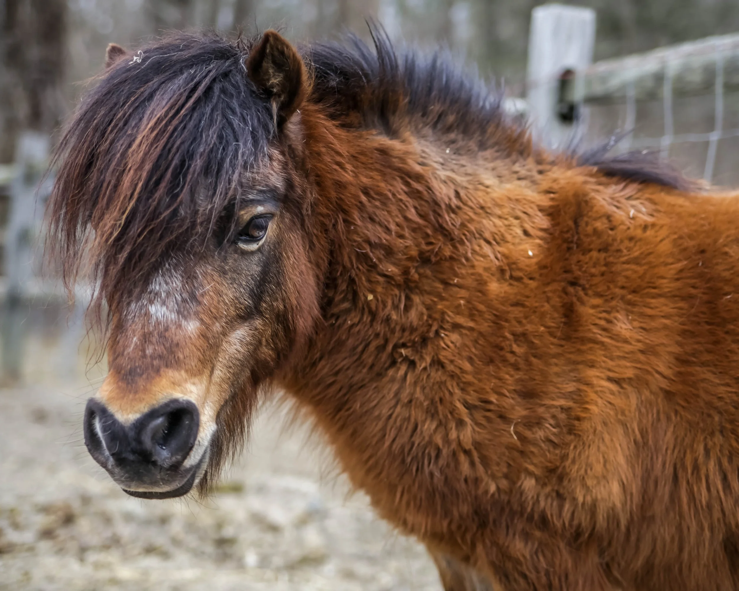 Close-up of a brown horse with a black mane, standing outdoors near a wooden fence.