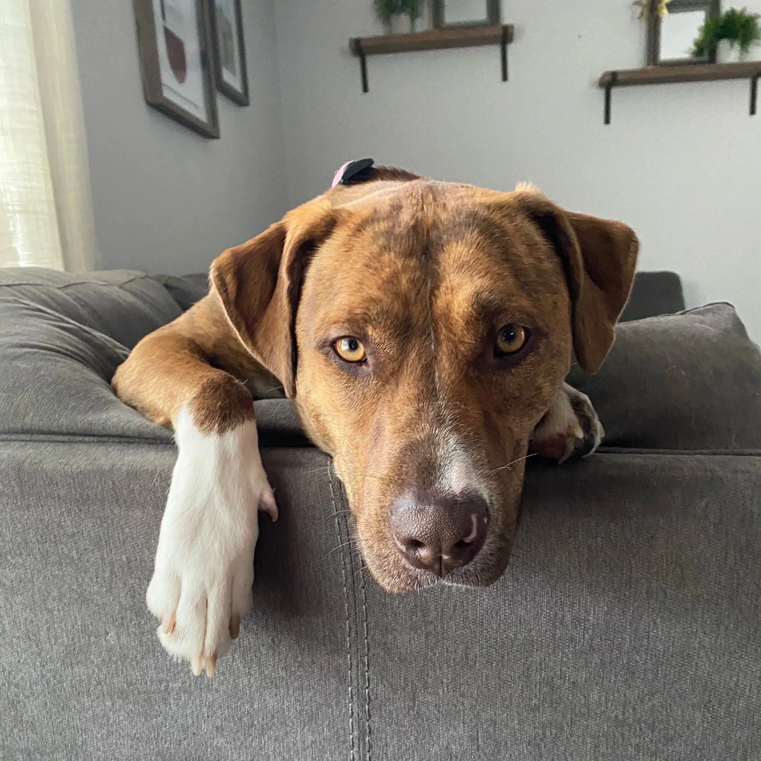 Close-up of a brown and white dog lying on a gray couch, indoors, with framed pictures and shelves with plants on the wall in the background.