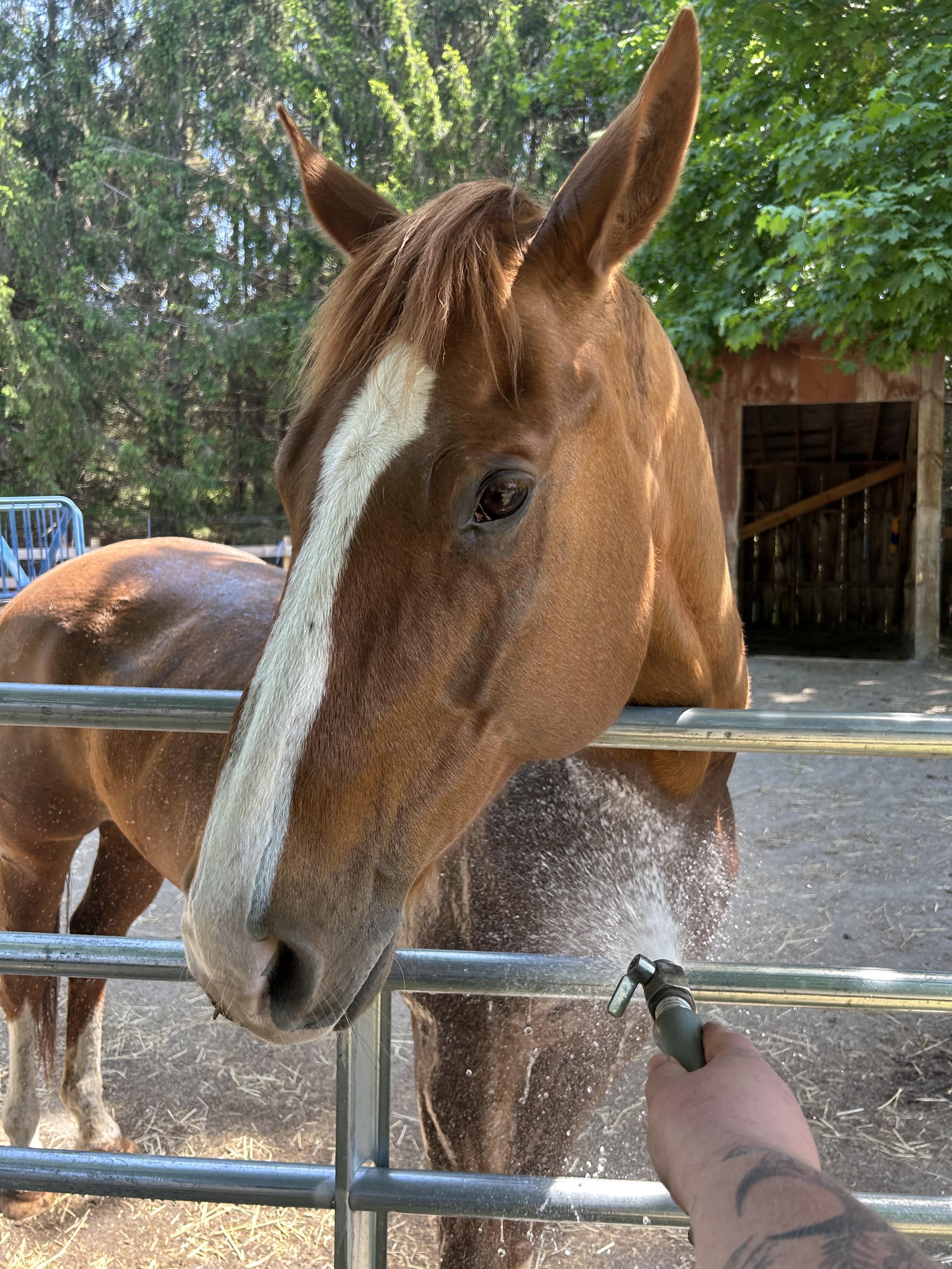 Person with tattoos on arm spraying water on a brown horse with a white stripe on its face, in an outdoor farm setting with trees and a wooden structure in the background.