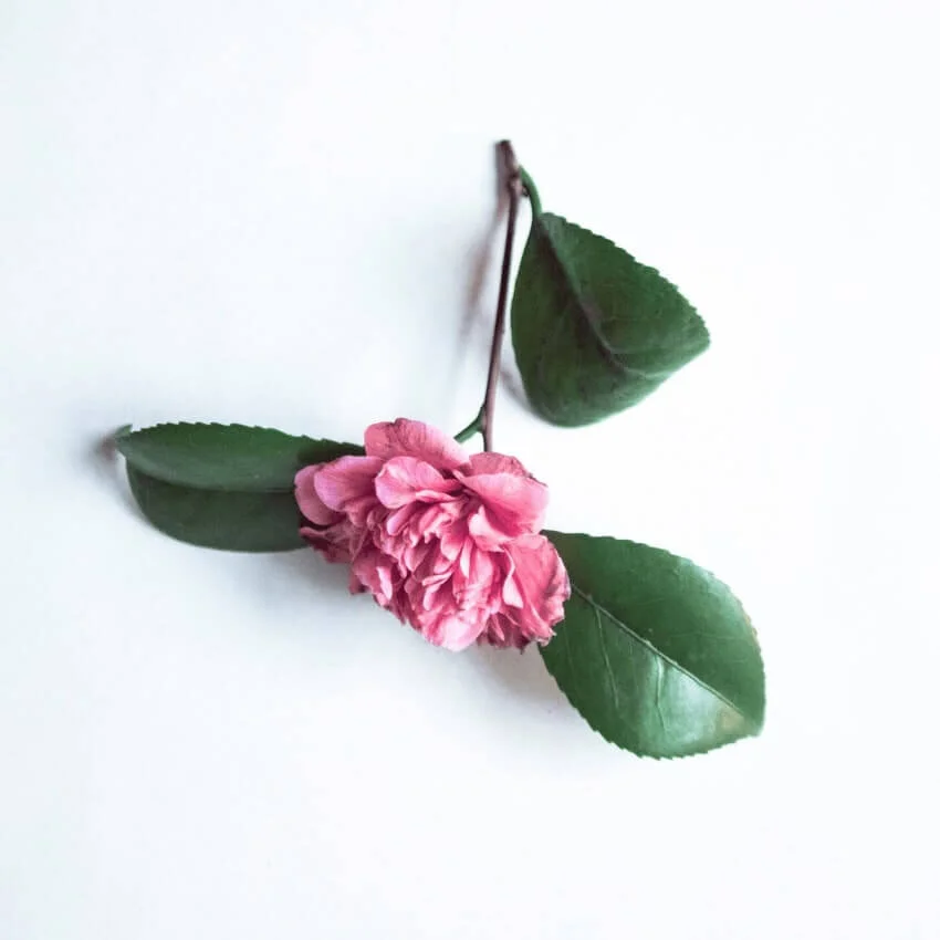 A Morning Ritual to Quell Your Anxiety by Masako