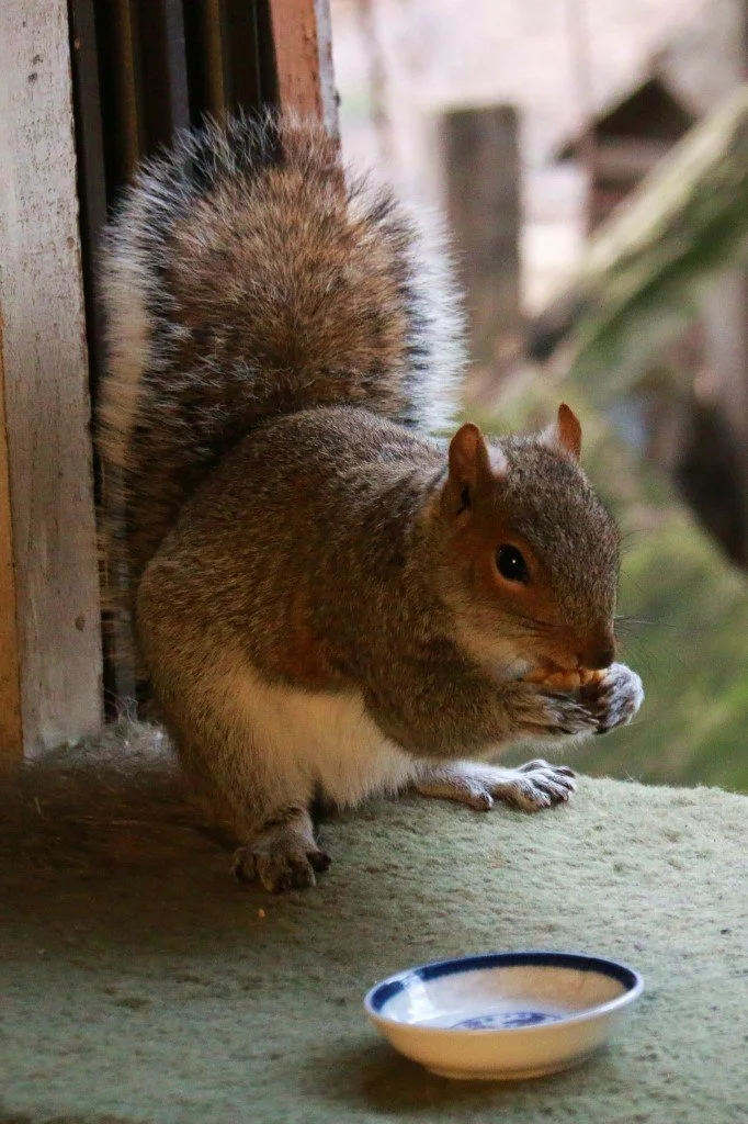 Buddy the Squirrel eats a nut out of their blue and white soy sauce dish, and looks adorable doing it.