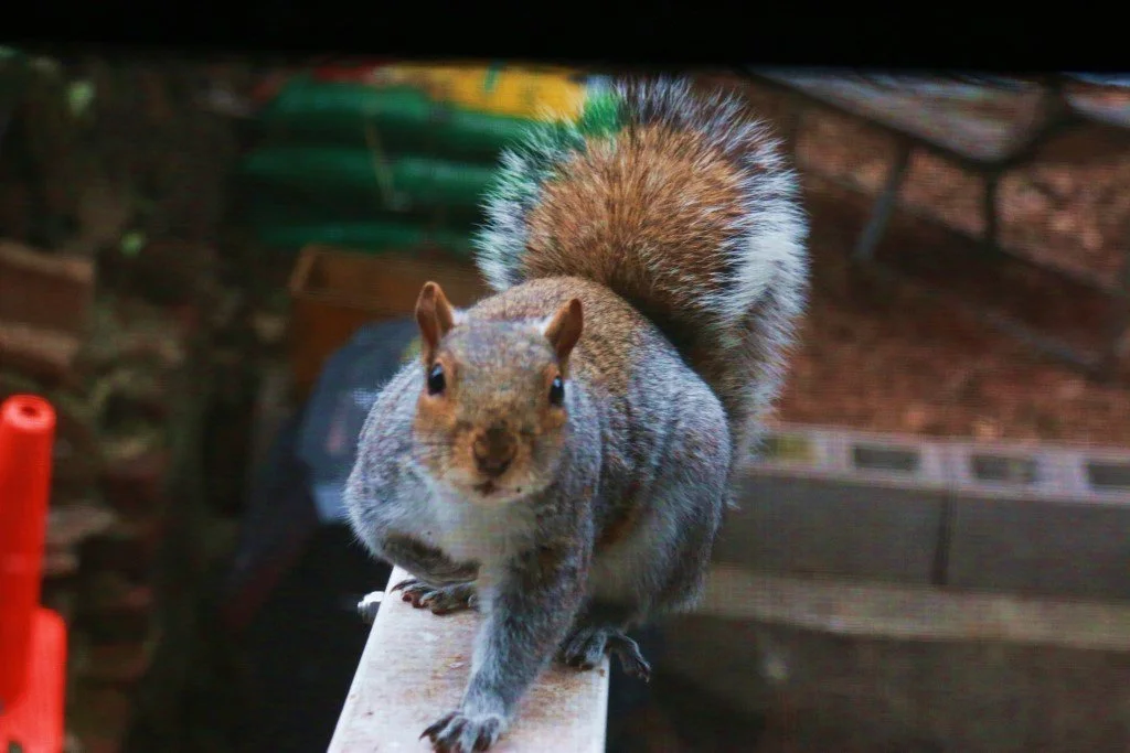 Adorable Squirrel, Buddy on a fence in Brokklyn NYC