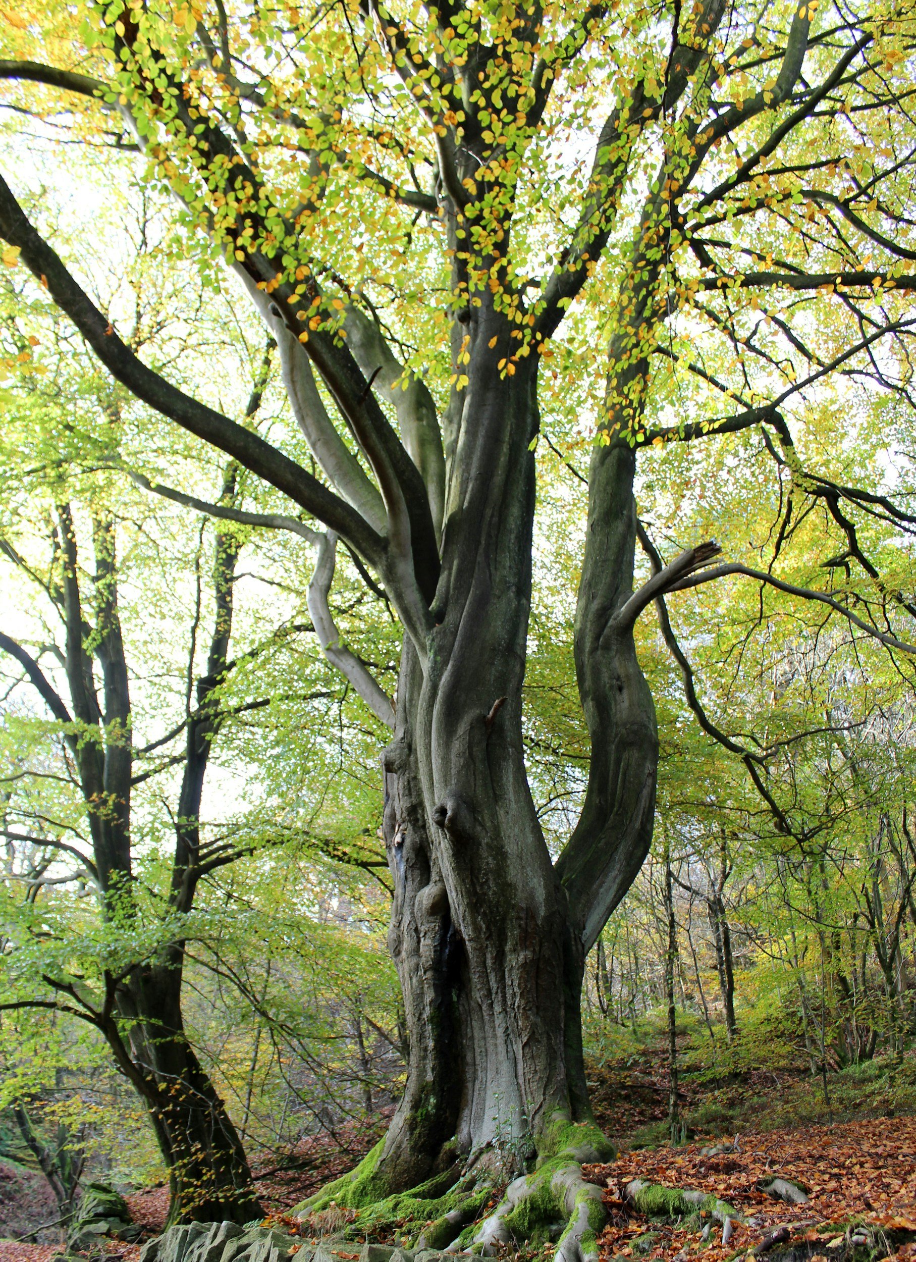 A tall, old tree with a thick, gray trunk and sprawling roots, surrounded by other trees with green and yellow leaves in a forest during autumn.