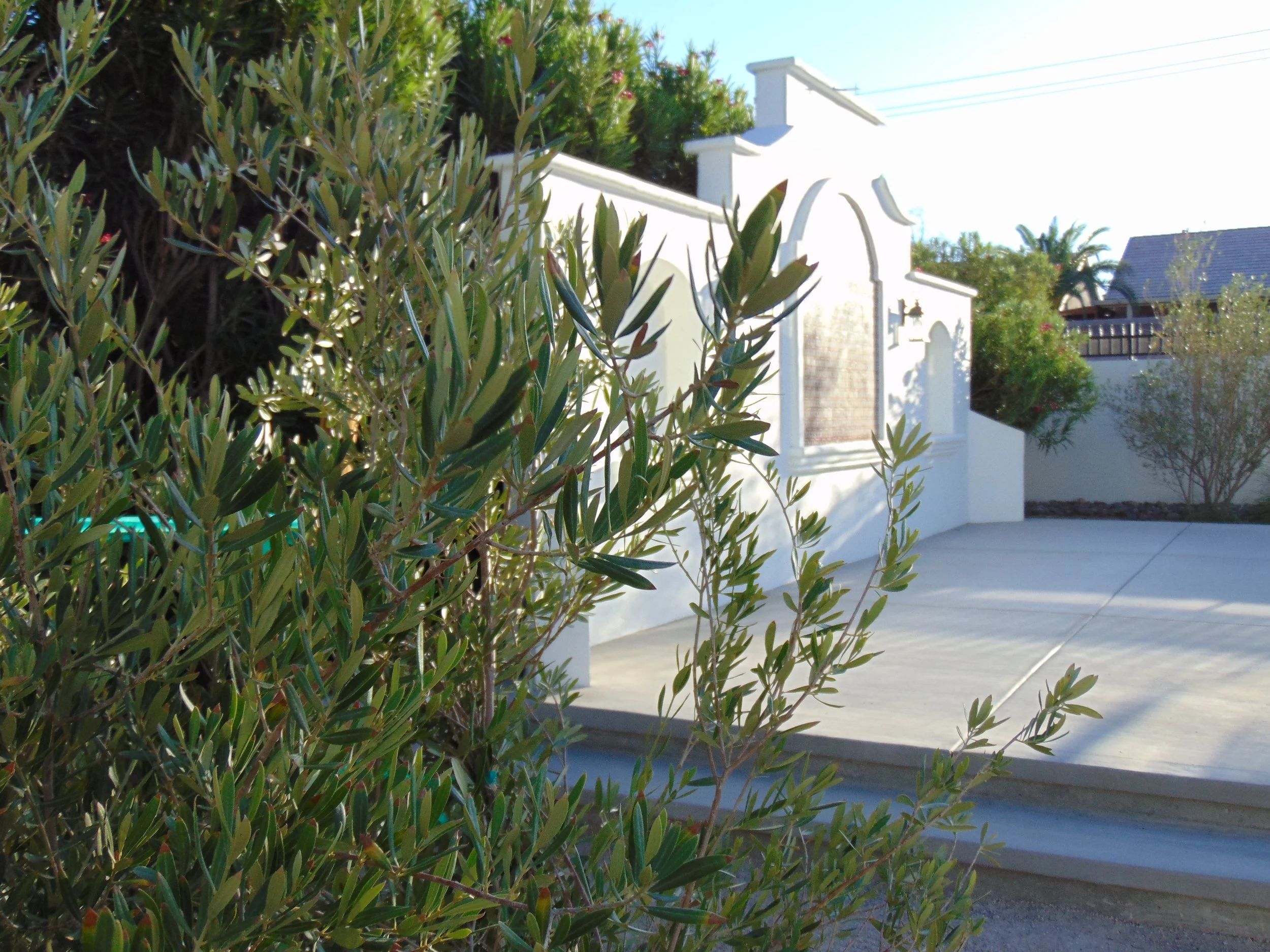 Close-up of green bushes in front of a white balcony and building, with a concrete ground in a sunny outdoor setting.
