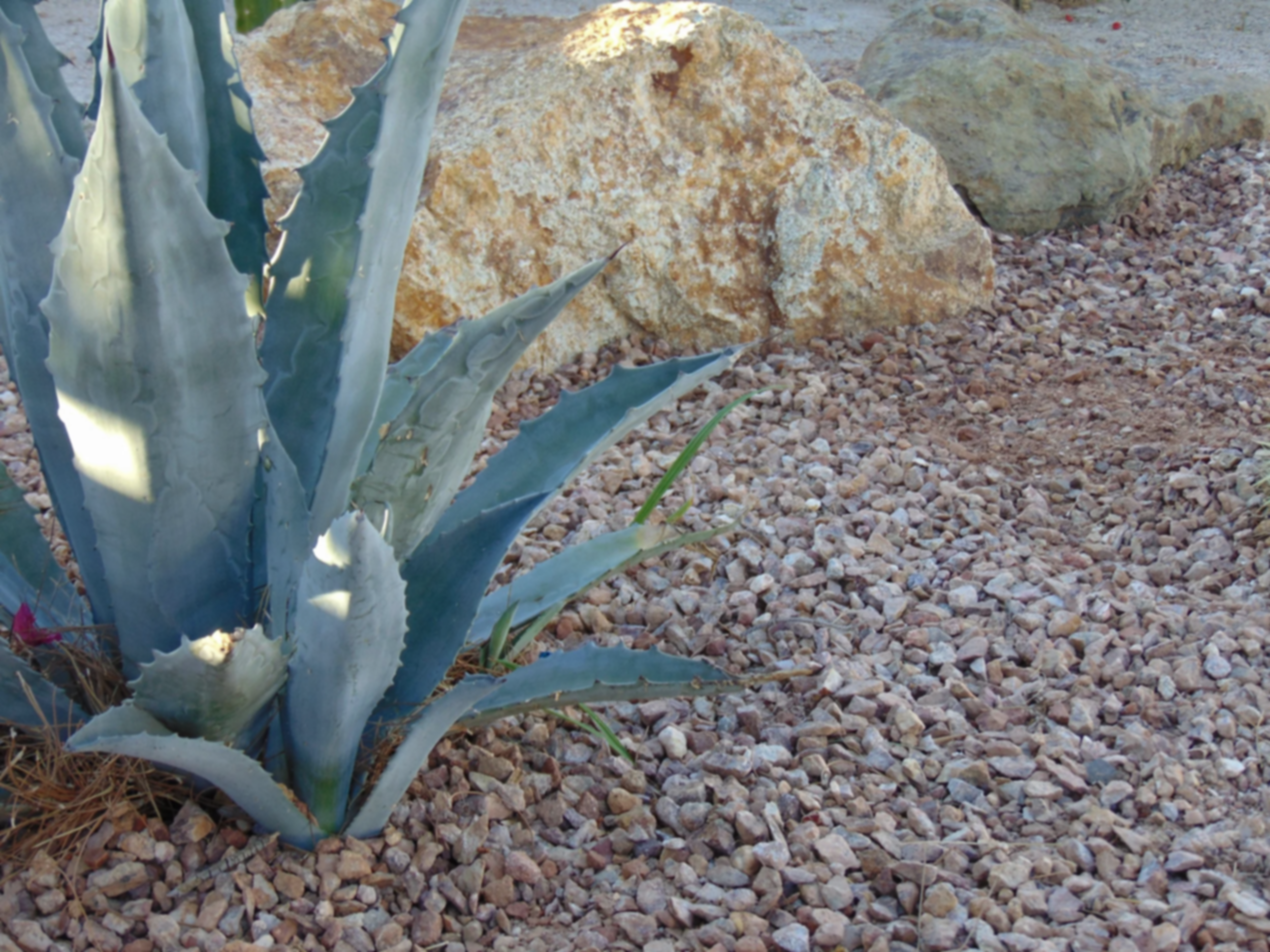 Close-up of an agave plant with thick, bluish-green leaves with spiny edges, surrounded by small rocks on the ground.