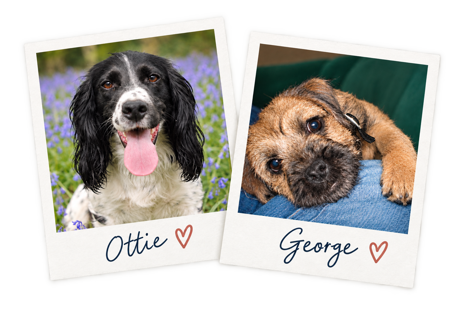 Ottie and Georg, the much-moved dogs who inspired the name Ottie & George Vets.