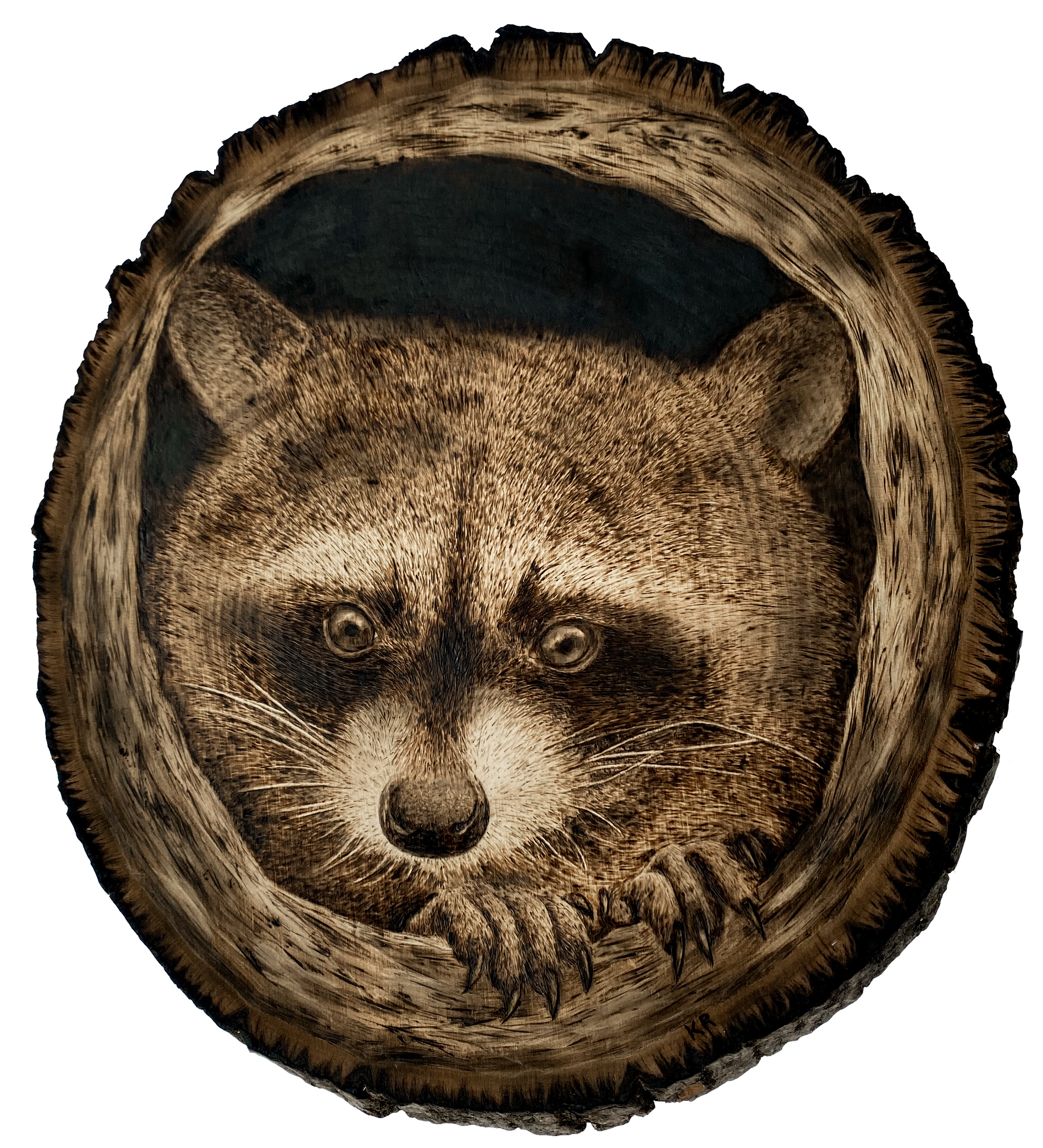 Pyrography portrait of a raccoon emerging from a dark knot hole in a round basswood slice.