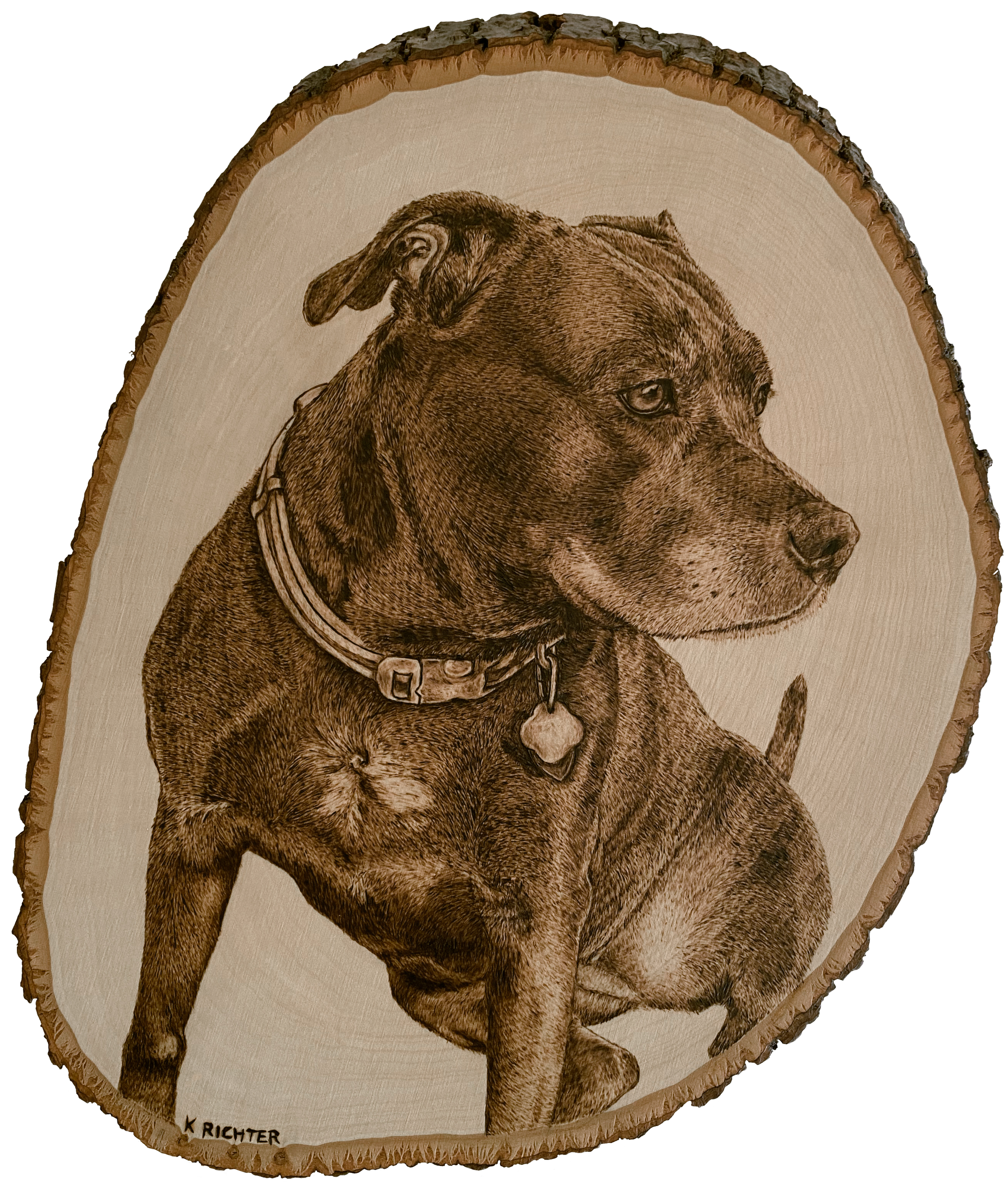 Pyrography portrait of a brown lab mix on an oval basswood slice.