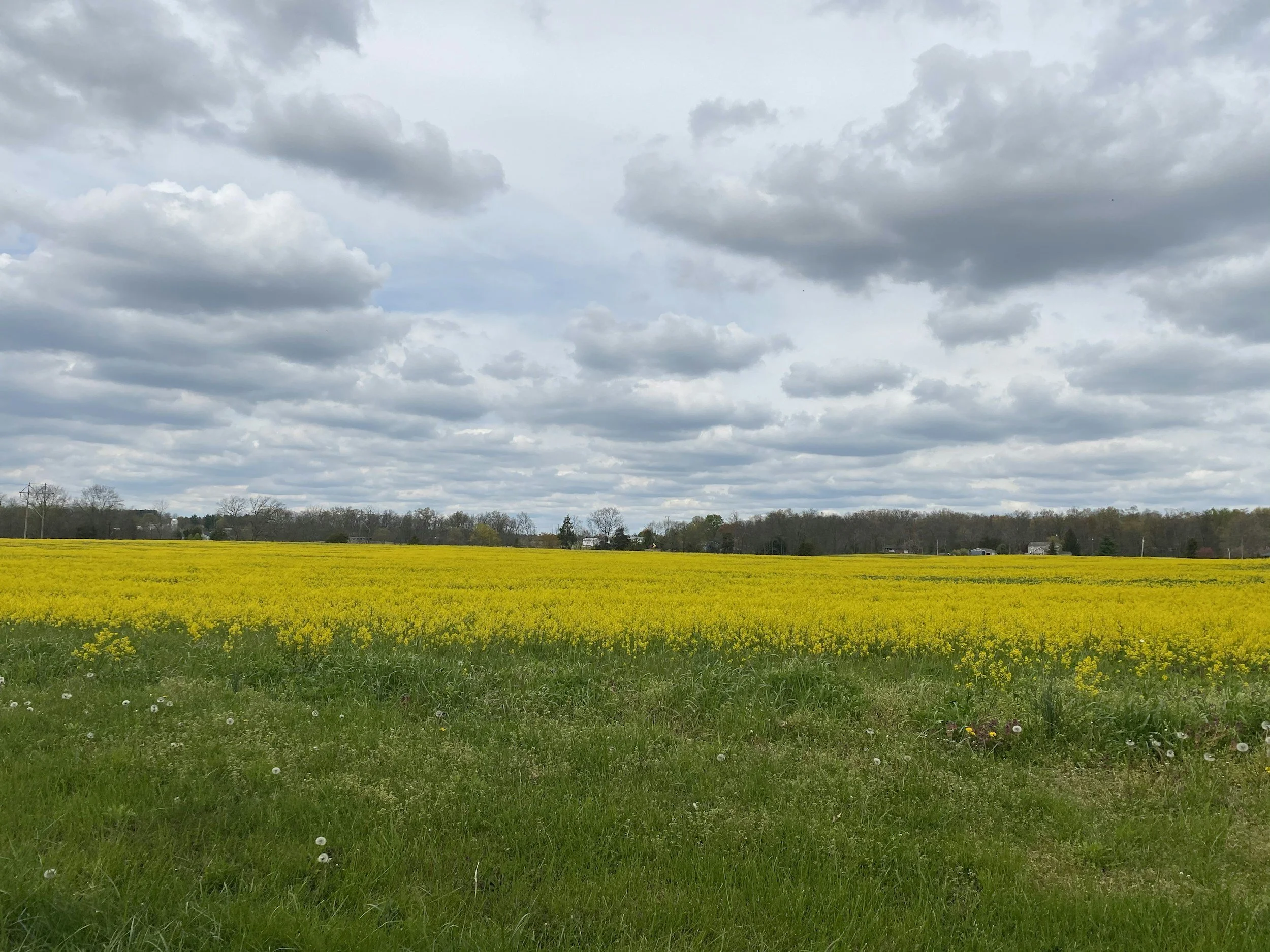 A field with blooming yellow flowers in the foreground, a row of trees in the distance, and a cloudy sky overhead.