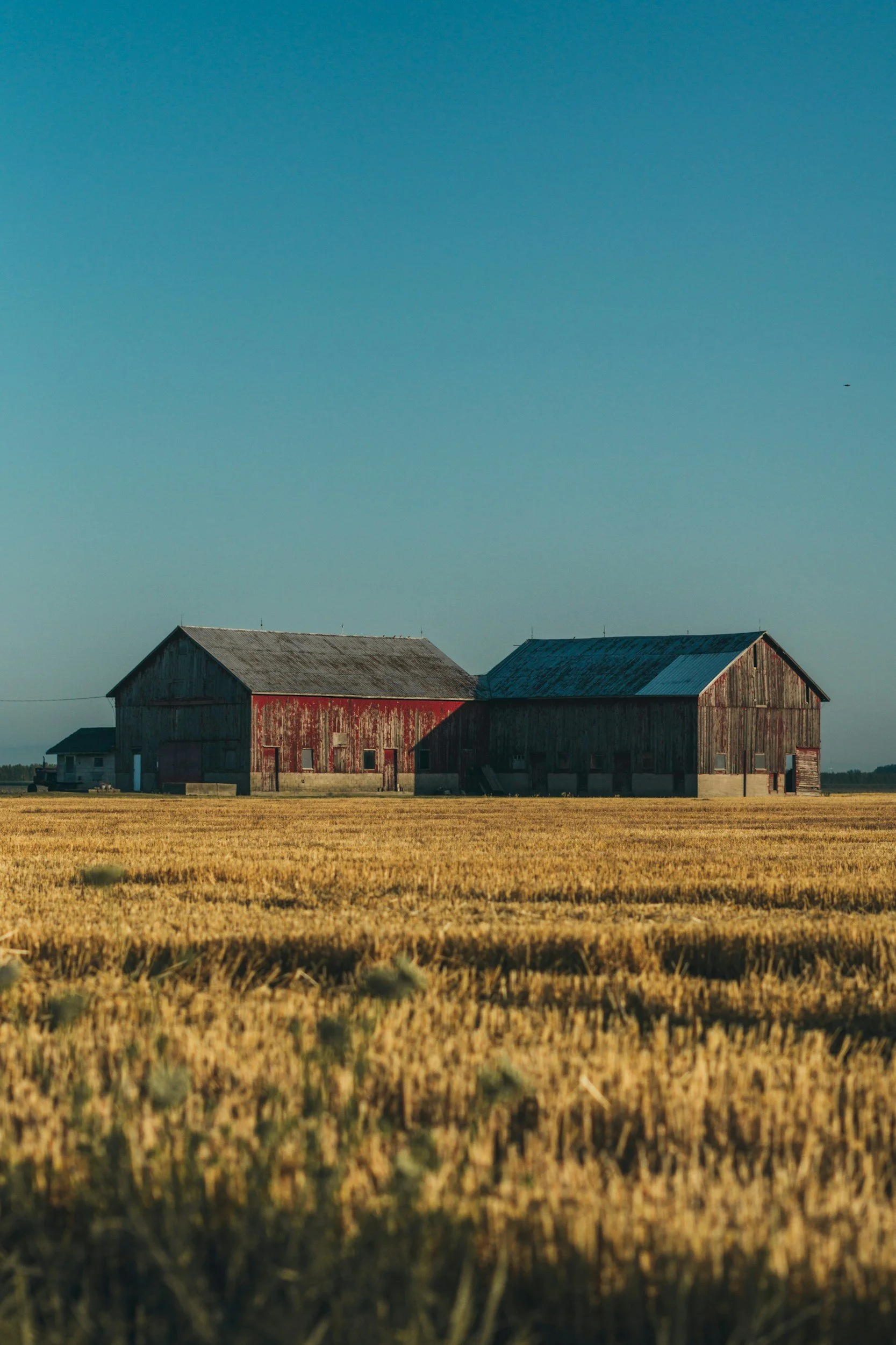 Two rustic barns sit in a wheat field under a clear blue sky with a small bird flying in the distance.